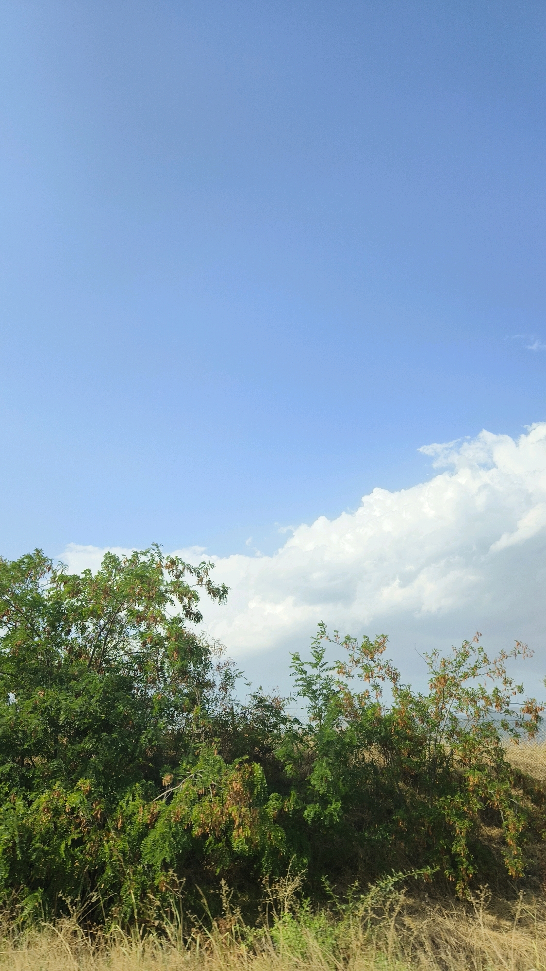 An outdoor, low-angle vertical shot captures a bright, clear blue sky dominating the upper two-thirds of the frame. A few fluffy white clouds drift in the right upper quadrant. The lower third of the image features a dense line of green trees and bushes, with some displaying dried seed pods or leaves in shades of brown and orange. Dry, tall grass and other low-lying vegetation cover the ground in the foreground. The scene appears to be a rural or semi-rural area, possibly on the outskirts of Skopje, North Macedonia, given the natural landscape. No people or animals are visible.