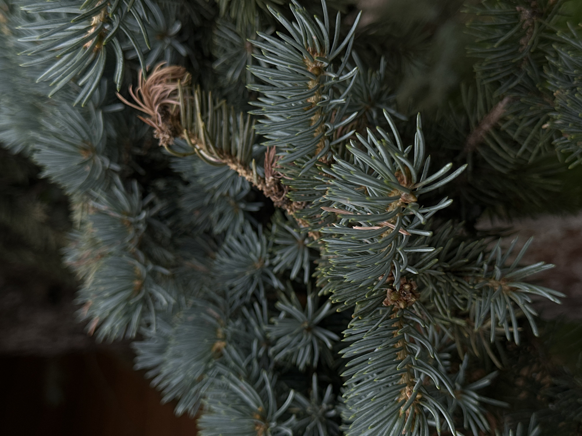 The image shows a close-up view of a blue spruce tree's branches. The needles are a silvery-blue color and are densely packed along the branches. A small, brown, withered bud or cone is visible in the upper right quadrant of the image, contrasting with the fresh green of the needles. The background is dark and out of focus, suggesting a natural setting, likely a park or garden. This image was taken in Sofia, Bulgaria.