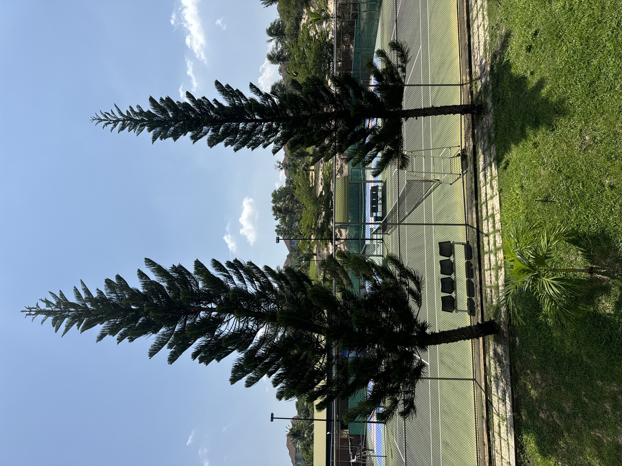Two tall, slender pine trees dominate the foreground of the image, framing a view of an outdoor tennis court. The tennis court is enclosed by a green chain-link fence. The court surface appears to be a light green, with blue and pink markings near one end. A tennis net is visible in the center of the court. A tennis umpire's chair stands on the right side of the net. On the left side of the court, there are four dark chairs lined up. In the background, behind the tennis court, is a slightly sandy landscape with scattered palm trees and some buildings with red roofs. The sky is a bright blue with scattered white clouds. The scene suggests a warm, sunny day at a recreational facility. The location is specified as Phu Thuy, Vietnam.