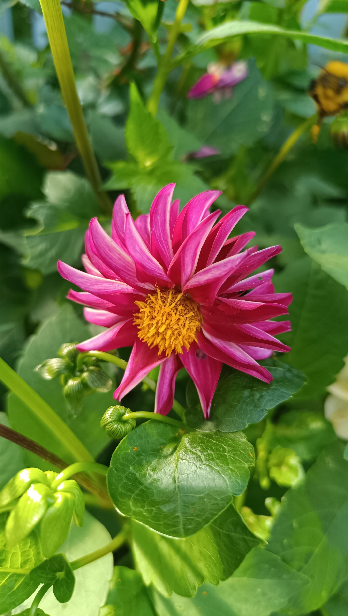 A close-up, vertical shot captures a vibrant pink dahlia flower in full bloom, surrounded by lush green foliage and several unopened buds. The dahlia's intricate petals radiate outwards from a bright yellow center, its tips subtly tinged with white. The surrounding leaves are a rich green, some catching the sunlight and reflecting a soft sheen. A few unfurling buds, tightly coiled and a lighter shade of green, are visible in the lower left and center of the frame. The background consists of more foliage, creating a natural, garden-like setting. The image does not contain any people or man-made structures, nor any indication of location within Karsha, Russia.