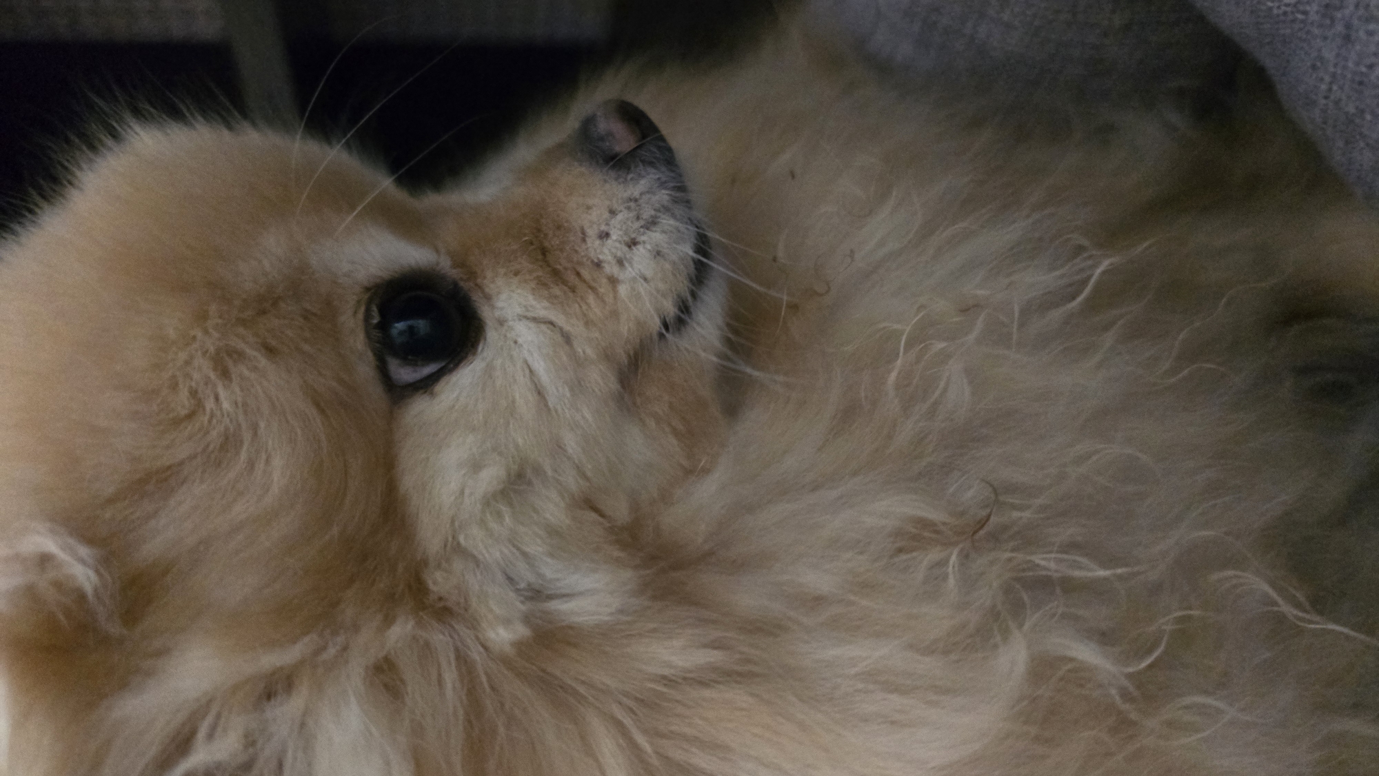 The image is a close-up, side-profile shot of a Pomeranian dog. The dog has light tan fur that appears fluffy and soft. Its eye is dark and round, with a slight reflection. The nose is dark and moist, and the muzzle is covered in fine whiskers. The background is dark and slightly out of focus, with hints of textured fabric, possibly a blanket or upholstery. There is no indication of the location being in Верхнеказымский, Russia, or any urban setting.