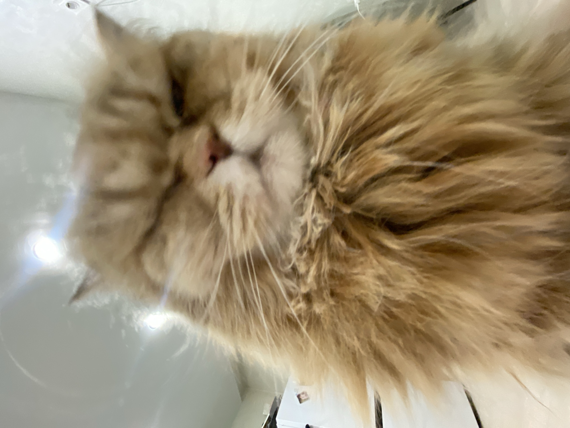 The image shows a close-up of a light orange, long-haired cat. The cat's face is the central focus, with its eyes mostly closed. Its pink nose and whiskers are visible. The background includes a white ceiling and what appears to be a partial view of a room. There is no information in the image to determine a location in Kazan, Russia.