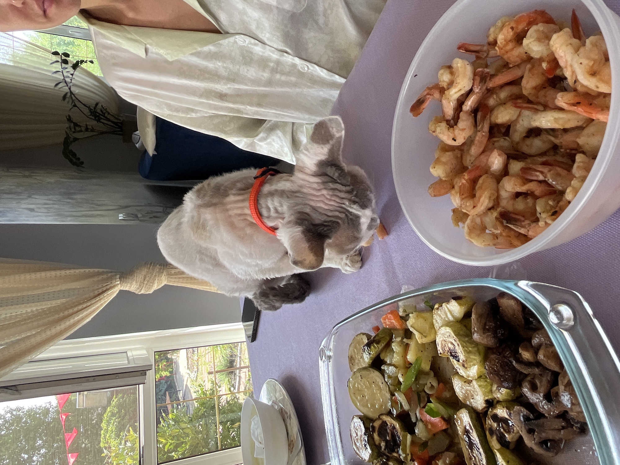 A domestic cat with gray fur and a pink collar is eating from a table set with two dishes of food. The cat is positioned in the center of the frame, leaning over the table to access food. One dish in the foreground contains cooked shrimp, while another dish to the left holds roasted vegetables, including zucchini and mushrooms. In the background, a person wearing a pale green silk shirt is partially visible on the right side of the frame, with their face obscured. A window with a view of greenery and a red banner is visible behind the cat. The scene appears to be set indoors, likely in a dining area. The image does not provide information about the specific location within Veljaminovo, Russia.