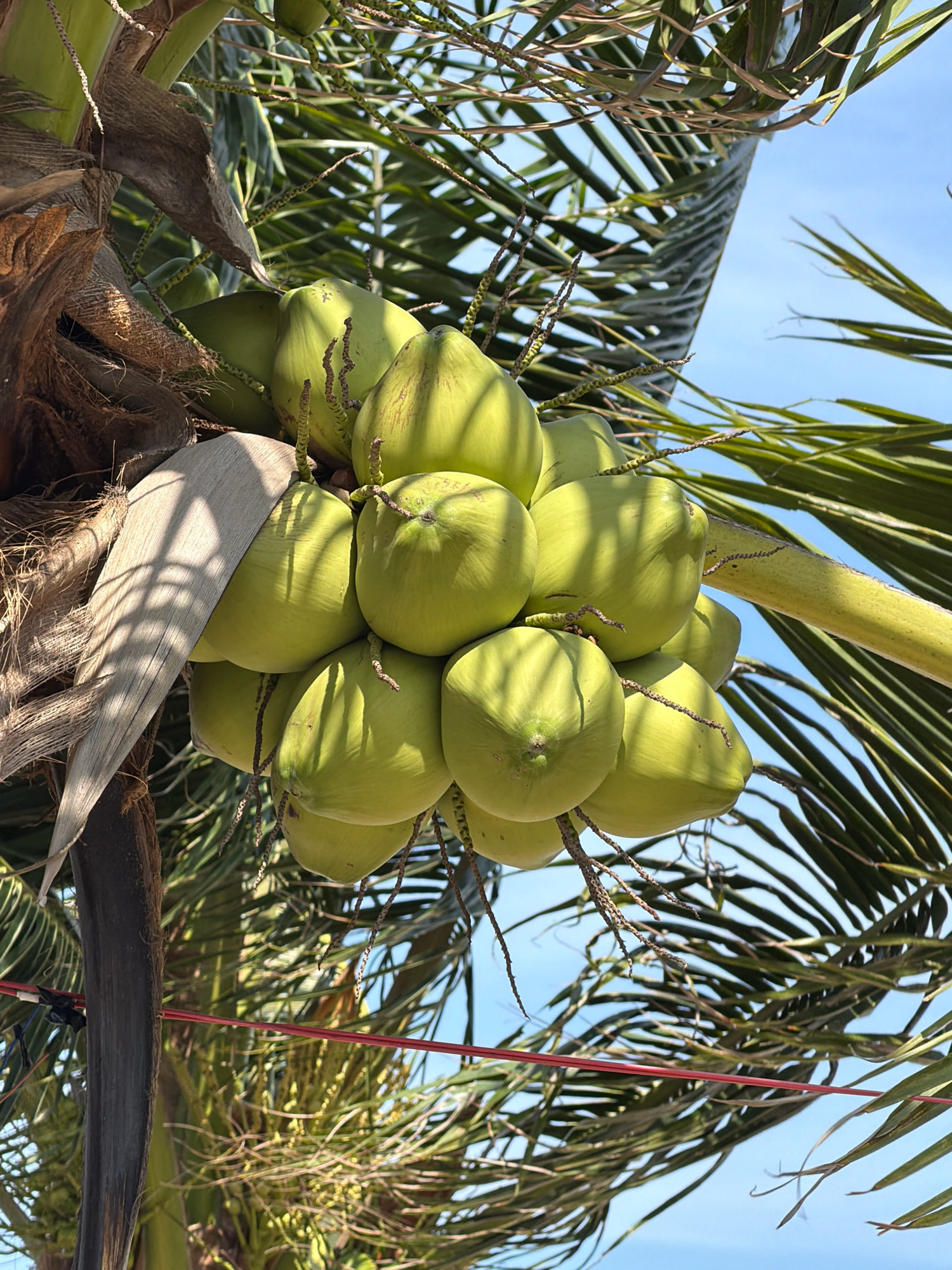 The image shows a cluster of young green coconuts hanging from a palm tree against a clear blue sky. The coconuts are smooth and round, with a slightly pointed tip. They are attached to the tree by short, brown stems. The fronds of the palm tree are visible, creating a leafy backdrop. The image appears to have been taken outdoors during the day, likely in a tropical or subtropical climate. There are no people or animals visible in the image. The image does not contain any specific geographical markers that would allow for precise location within Nha Trang, Vietnam.