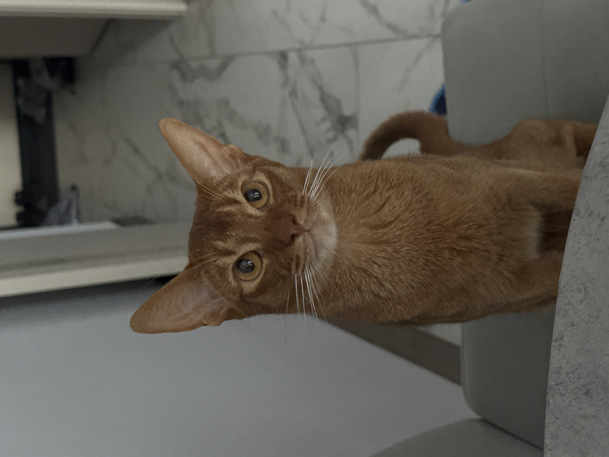 A close-up shot features an orange cat with amber eyes and a curved tail resting on a light gray chair. The cat's head is tilted towards the camera. The background consists of a gray and white patterned wall and a portion of a white cabinet. The location is not discernible from the image.