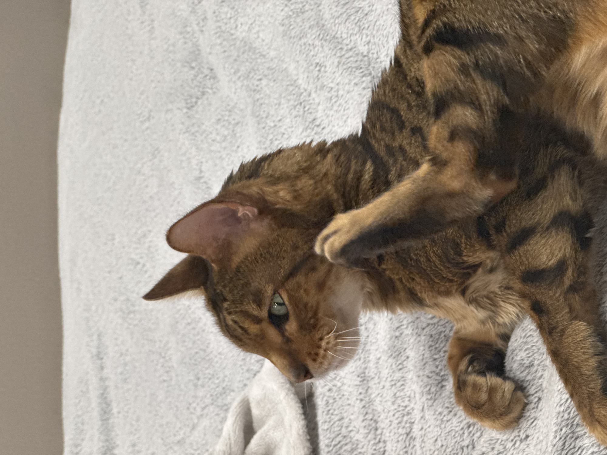 A brown and black spotted cat is lying on a white textured surface. The cat's head is facing downward and to the left. One of the cat's paws is raised. The location is unknown.