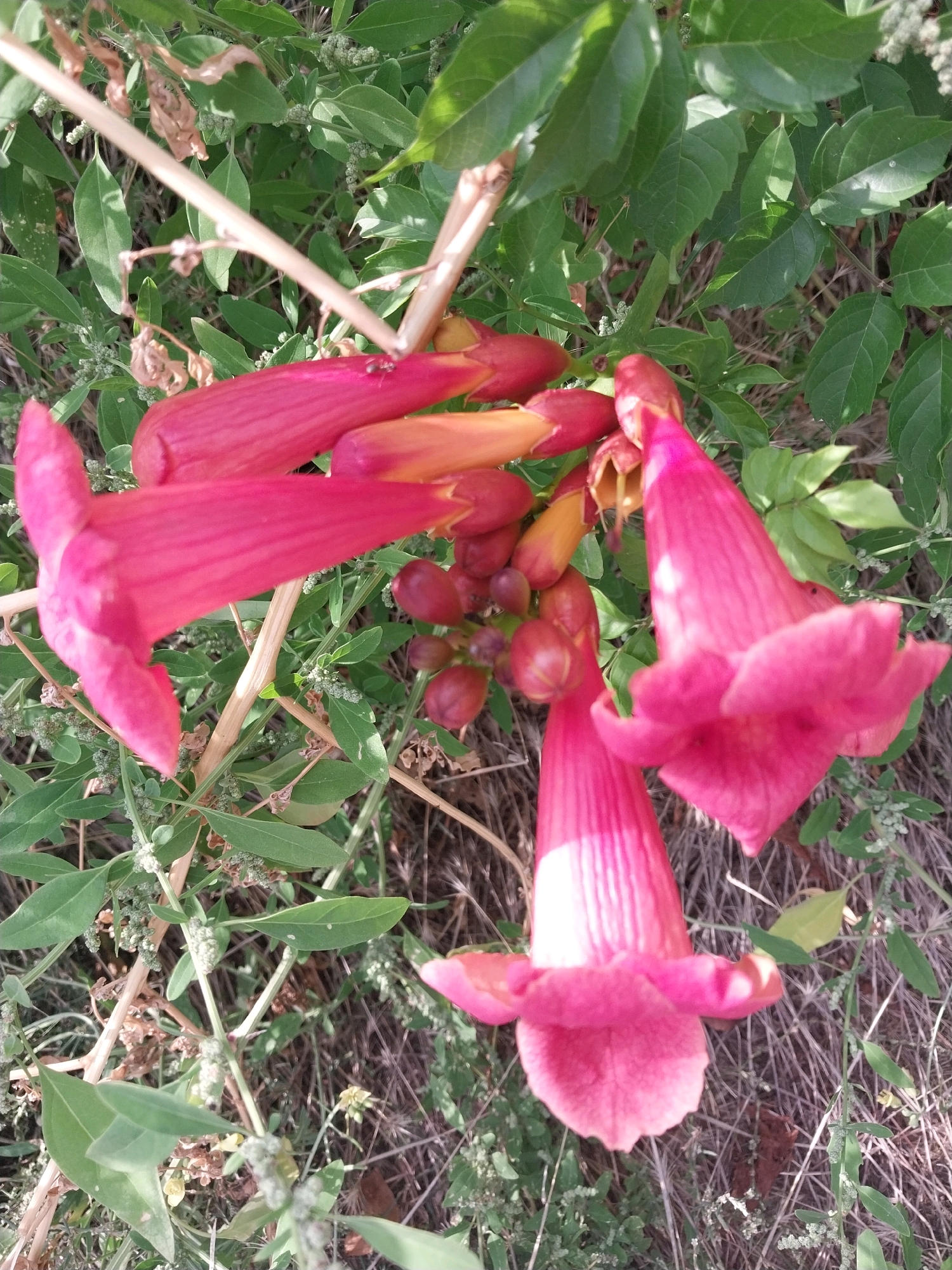 A close-up, eye-level shot captures a cluster of vibrant pink trumpet-shaped flowers with yellowish interiors, intertwined with green foliage and dry, brown vegetation. The flowers are the dominant feature, with some fully bloomed and others in bud or partially open. The background consists of green leaves and branches, with dry grasses and twigs visible at the bottom of the frame. The lighting suggests an outdoor, daytime setting, possibly in a park or natural area within Dnipro, Ukraine. No people or animals are present.