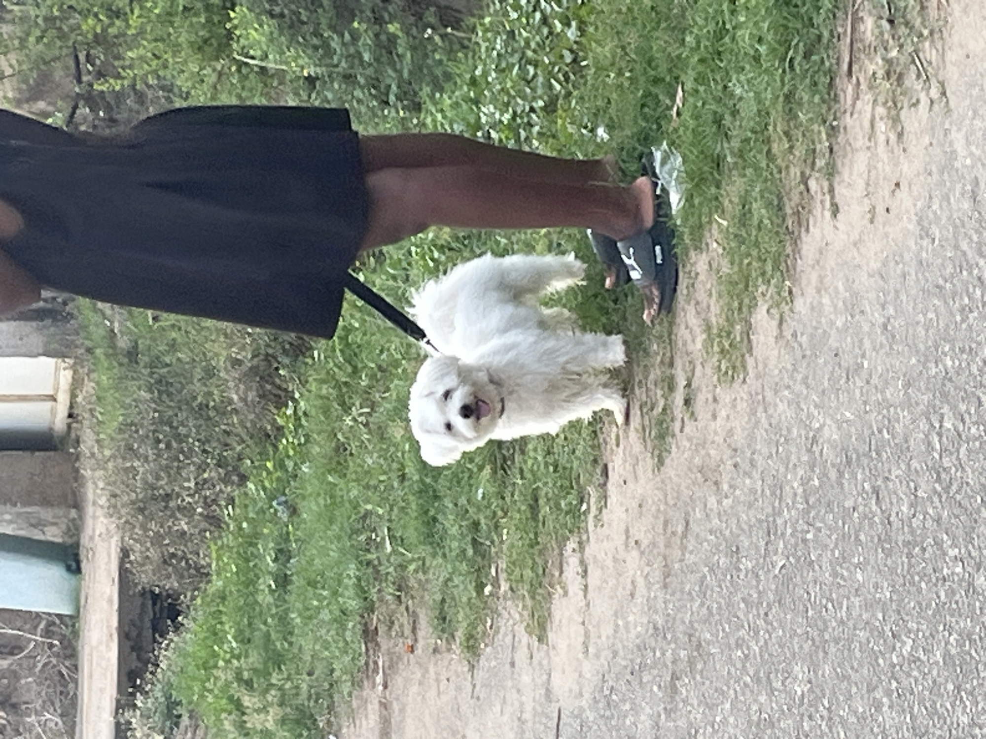 The image, taken in Abuja, Nigeria, depicts a person walking a small white dog outdoors during the daytime. The person, whose lower torso and legs are visible, has a dark skin tone and wears a black skirt or dress paired with black slides that feature a white logo (possibly "Puma") on the strap. A black leash connects the person to the dog.
The dog is a small, fluffy, white-coated breed, resembling a Maltese or similar type. It appears lively, with its mouth slightly open and tongue visible, suggesting it might be happy or panting. The activity is a leisurely walk, with the dog slightly ahead of the person.
The setting is an outdoor area characterized by a grassy verge alongside a textured, light-colored path, which could be paved or dirt. Lush green foliage forms a dense background, indicating a natural or semi-urban environment. The bright, natural lighting suggests it is daytime. The overall mood is casual and serene. No other individuals or explicit text, aside from the potential shoe logo, are visible.
