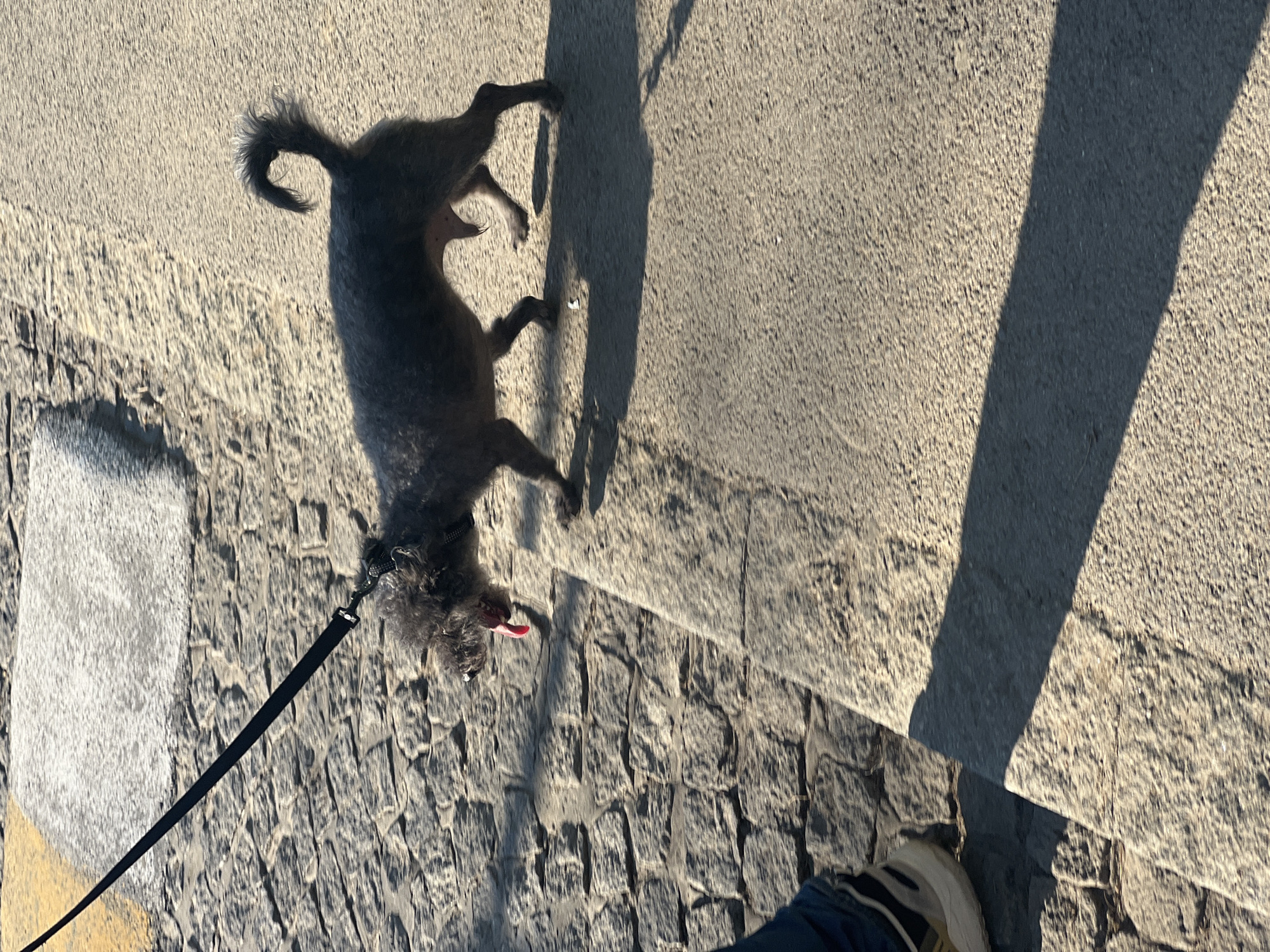 A dog on a leash is walking on a cobblestone street in the city of Belgrade, Serbia. A person, possibly the dog's owner, is visible in the lower right corner of the image, wearing jeans and sneakers. The dog is small, gray, and appears to be panting. The dog is walking on the right side of a yellow curb, close to the person on the leash. The shadows of the person, dog and leash are projected diagonally across the street to the right of the dog. The background consists of a sidewalk with a rough, concrete surface. The image suggests a bright, sunny day.