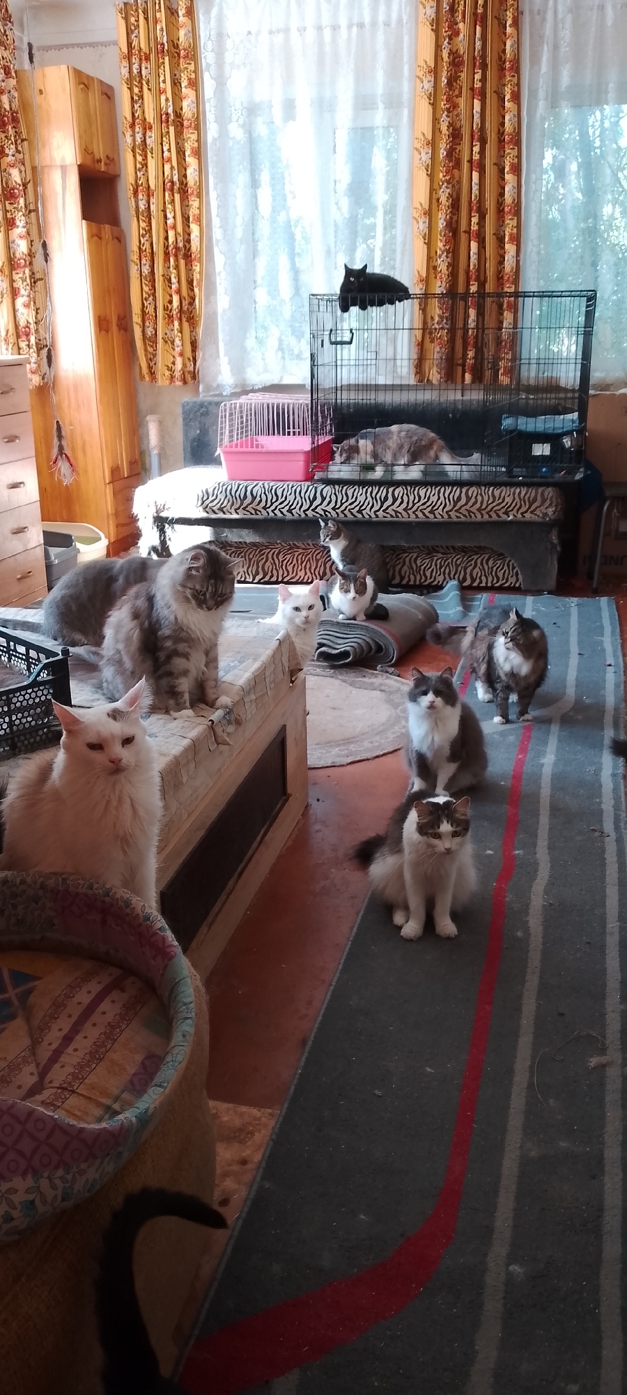 A group of seven cats of various breeds and colors are gathered in an indoor setting, likely a home. The cats are positioned on a rug, a bed with a zebra-print cover, and a raised surface covered with a patterned fabric. One black cat is perched on top of a large wire cage. Two pink cat carriers are also visible. The room appears to be a living area, with wooden furniture, curtains with a floral pattern, and a window. The floor is covered with an orange-brown tiled material and a dark gray rug with red and white stripes. The scene appears to be well-lit by natural light coming from the window. The location is identified as Belgorod, Russia.
