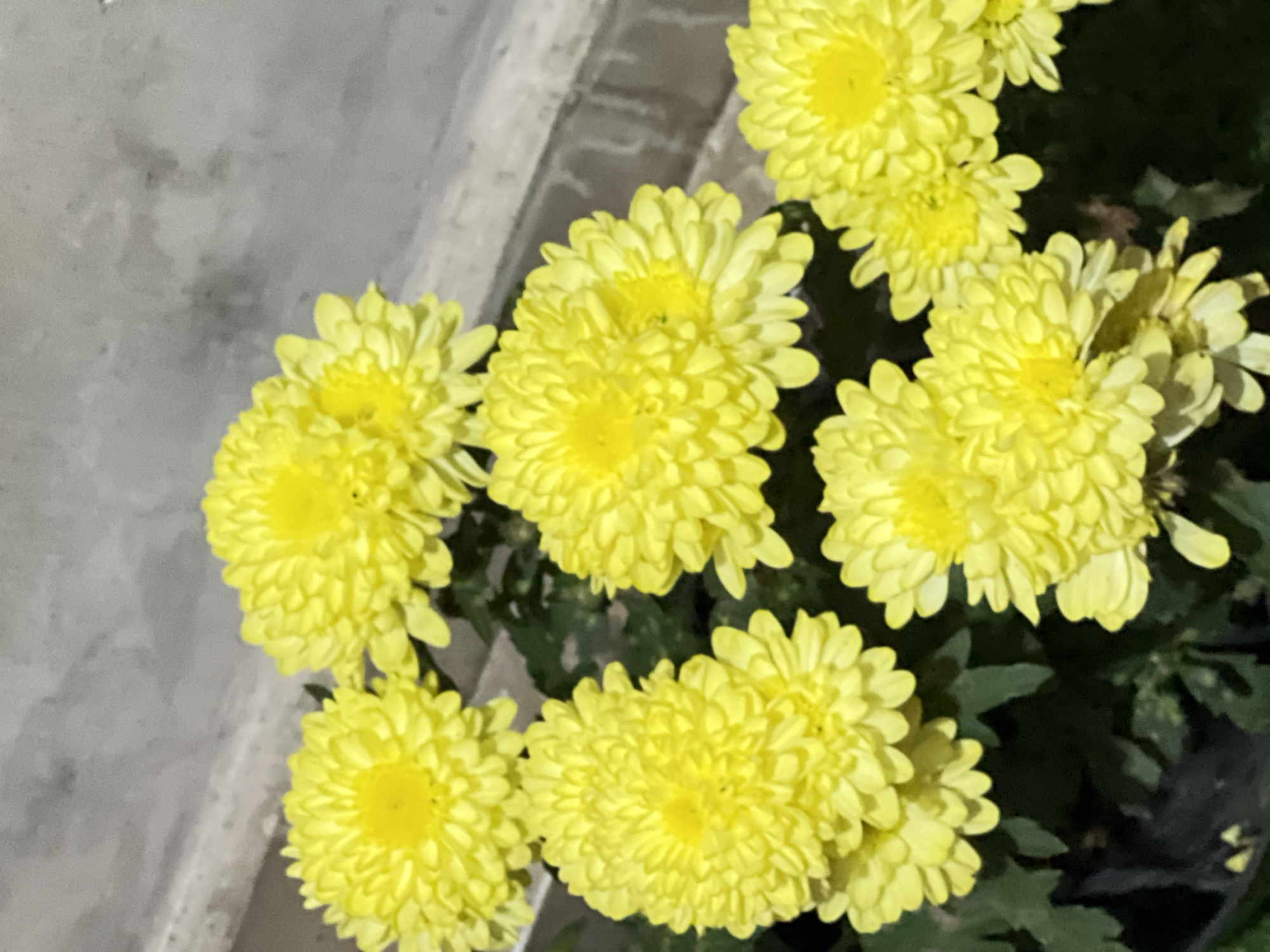 A cluster of bright yellow chrysanthemums is in full bloom against a blurred gray background, possibly a wall. The flowers are tightly packed, with many layered petals forming a rounded shape. The lighting suggests it may be evening or indoors. The image is sharpest on the flowers themselves, with the background out of focus. The flowers appear to be in pots, though only a hint of dark material is visible at the bottom of the frame. The exact location in Denpasar, Indonesia cannot be determined from the visual information provided.