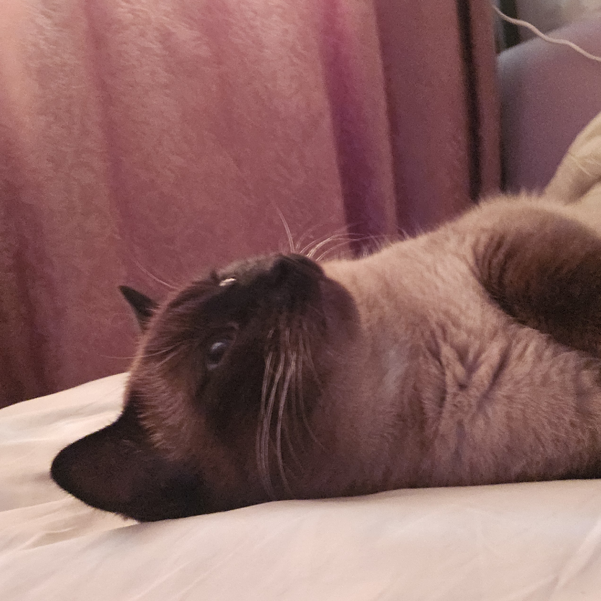 The image depicts a Siamese cat lying on its back on a white surface, with a pinkish-purple curtain in the background. The cat's fur is a mixture of brown and cream colors, with darker points on its face and ears. Its eyes are open and looking upwards. The lighting in the image is soft and diffused, creating a cozy atmosphere. There are no people or other animals visible in the image. The location of this image in Cheboksary, Russia, is not ascertainable from the visual information provided.
