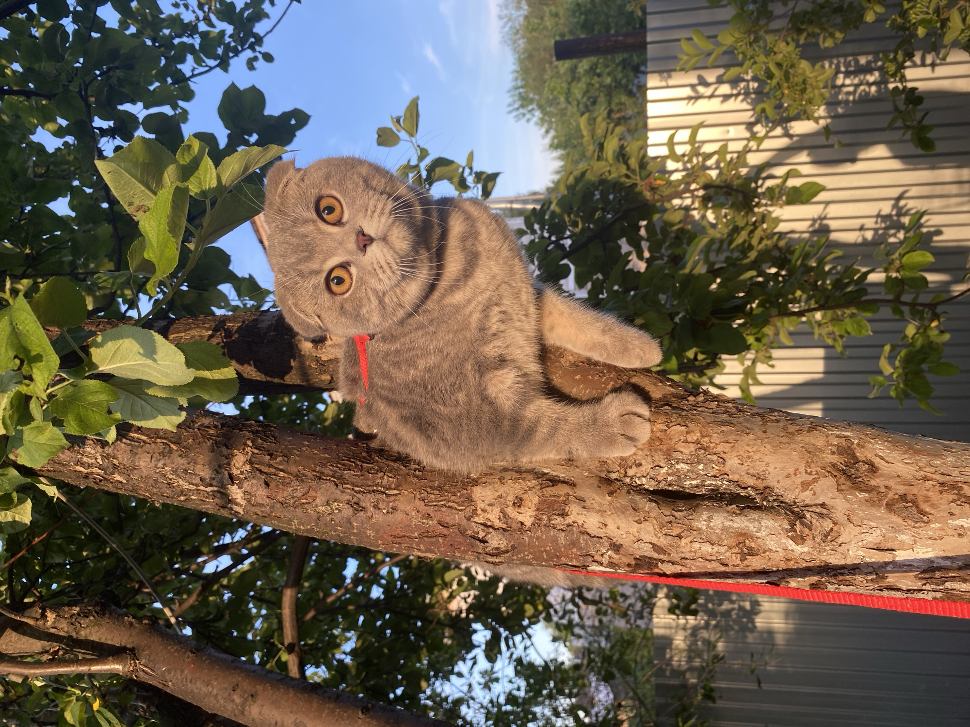 A short-haired Scottish Fold cat with grey tabby markings and large, round yellow eyes is perched on a thick tree branch. The cat is wearing a thin red collar. Its head is tilted, and it appears to be looking directly at the camera with a curious expression. Sunlight illuminates the cat and the tree, casting shadows on a corrugated metal fence in the background. The scene is outdoors, with green leaves from a nearby tree or bush framing the top left of the image, and branches extending across the frame. The sky is visible, a clear light blue, suggesting a sunny day. The overall lighting and long shadows imply it is late afternoon or early morning. The location is Votkinsk, Russia. No text is visible in the image.