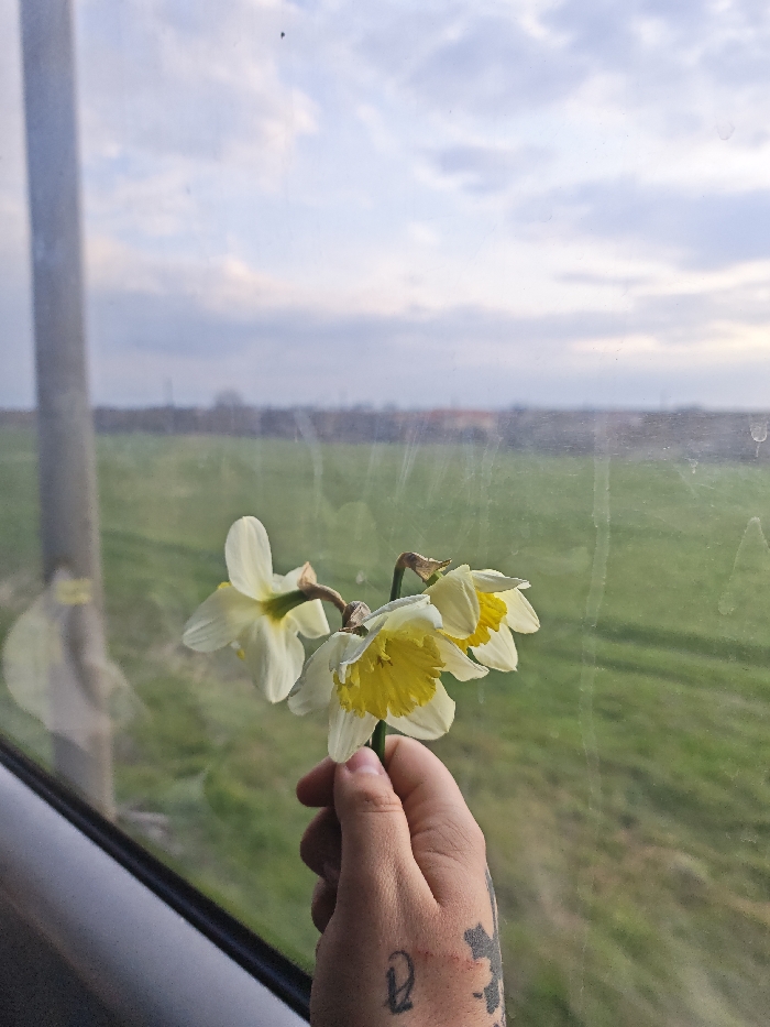 A human hand, featuring visible tattoos including a character resembling a 'Q' on the back of the thumb-side, holds three white and yellow daffodils. The daffodils have white outer petals and prominent yellow trumpet-shaped coronas; some flowers display slight browning on their petals and stems, indicating a degree of wilting. This subject is viewed through a smudged glass window, which includes a dark frame along the lower left and a vertical grey post on the left edge, consistent with a vehicle interior. Beyond the window, a rural landscape unfolds under an overcast sky with grey and white clouds. A broad expanse of green field occupies the immediate background, followed by a distant line of trees or bushes. Further in the background, several structures with visible reddish-orange rooftops are discernable. This scene is located within or in transit through the vicinity of Chernichevo, Bulgaria.