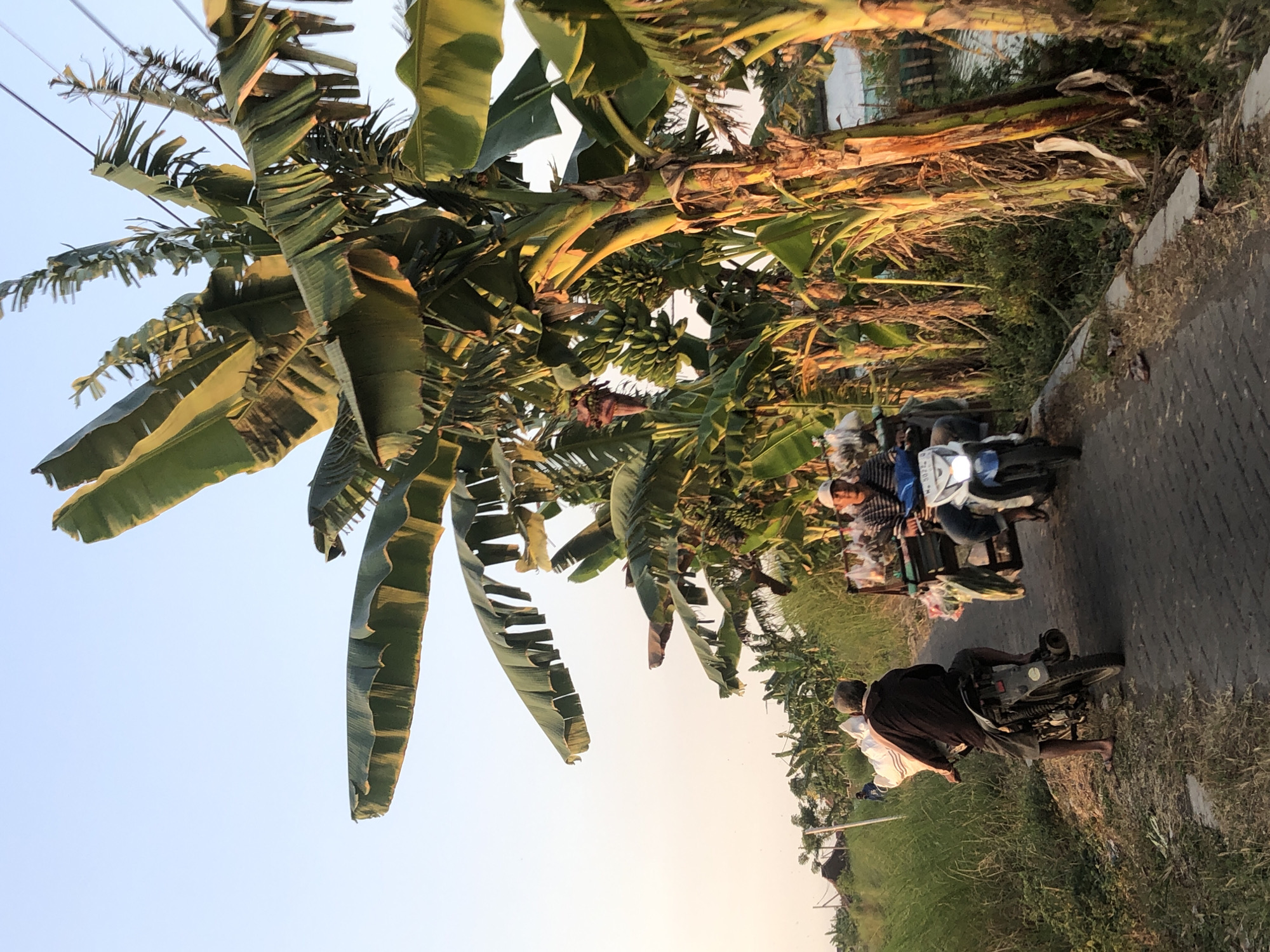 The image depicts a rural scene in Plumbon, Indonesia, likely during the late afternoon or early evening. The foreground features a paved road with two motorcycles. The first motorcycle, traveling away from the viewer, is ridden by a man wearing a dark long-sleeved shirt and shorts, with a large white sack strapped to the back. The second motorcycle, facing the viewer, is ridden by a man wearing a striped shirt and a white cap, with a cart attached that is laden with various items, including what appears to be produce.
The environment is characterized by abundant banana trees with large, lush leaves that are catching the warm, golden light of the setting sun. The trees line the road on the right side, with some also visible in the background. To the left of the road, tall green grass and vegetation are prominent. In the distance, more banana trees and a few structures are visible, suggesting a rural or agricultural area. A body of water, possibly a canal or river, can be seen to the right, adjacent to the banana trees. The sky is a clear, pale blue, with a hint of orange near the horizon, indicating dusk. The overall atmosphere is tranquil and indicative of daily life in a tropical rural setting.