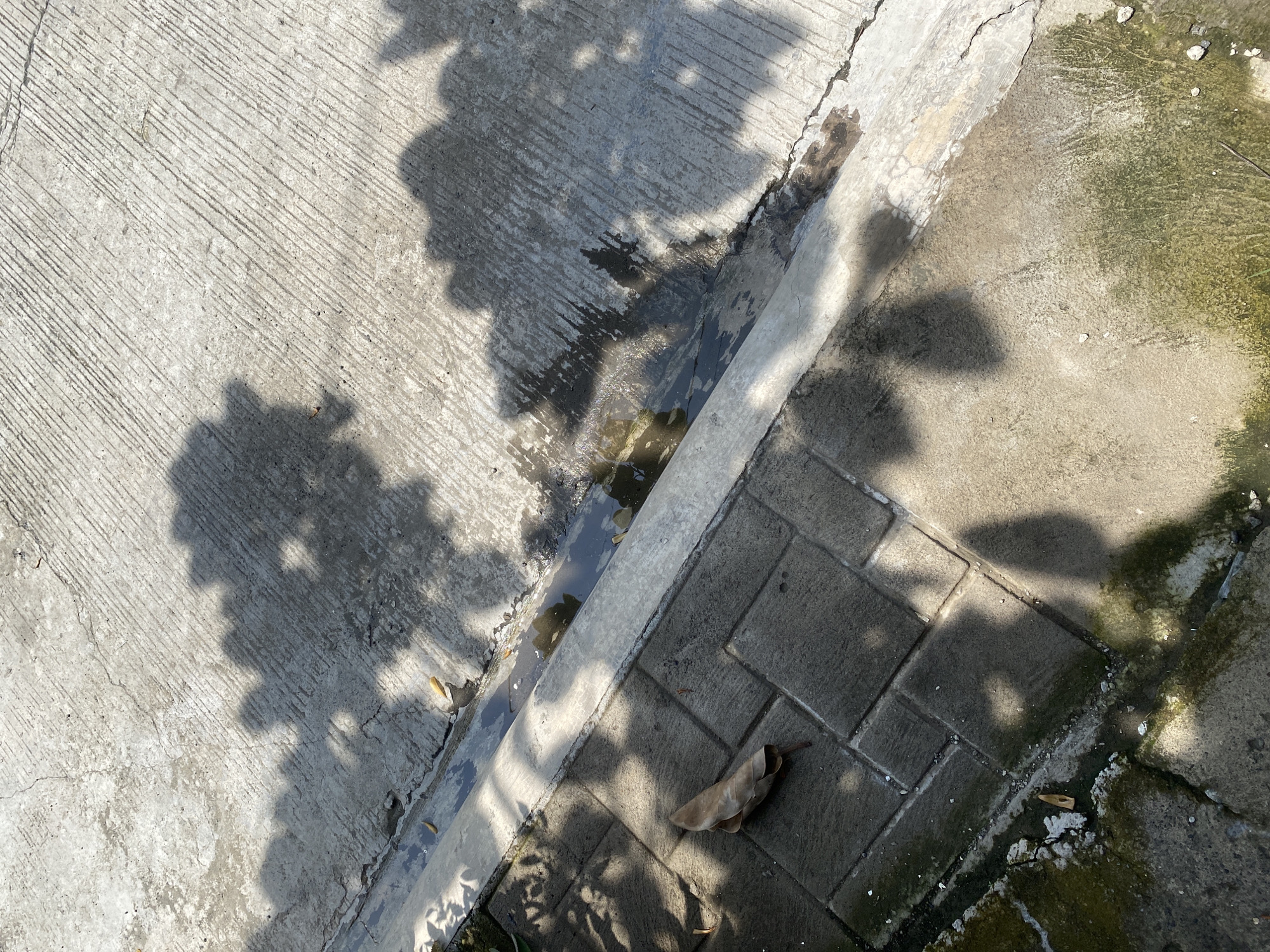 The image displays an outdoor ground-level scene in Davao City, Philippines, illuminated by direct sunlight, which casts distinct shadows. The upper half of the frame shows a light gray concrete surface characterized by parallel diagonal grooves, exhibiting hairline cracks and damp patches. A concrete curb, functioning as a drainage trough, horizontally bisects the middle of the image, holding standing water and small organic debris, including dried leaves. Below this curb, a section of dark gray interlocking pavers forms a pathway, upon which a singular, large, curled, dried brown leaf is prominently positioned. The lower right quadrant features another concrete surface, also wet and marked by patches of green moss or algae. Irregular, organic shadows, indicative of overhead foliage, are projected across all visible ground textures. No individuals, animals, or dynamic actions are present within the frame.