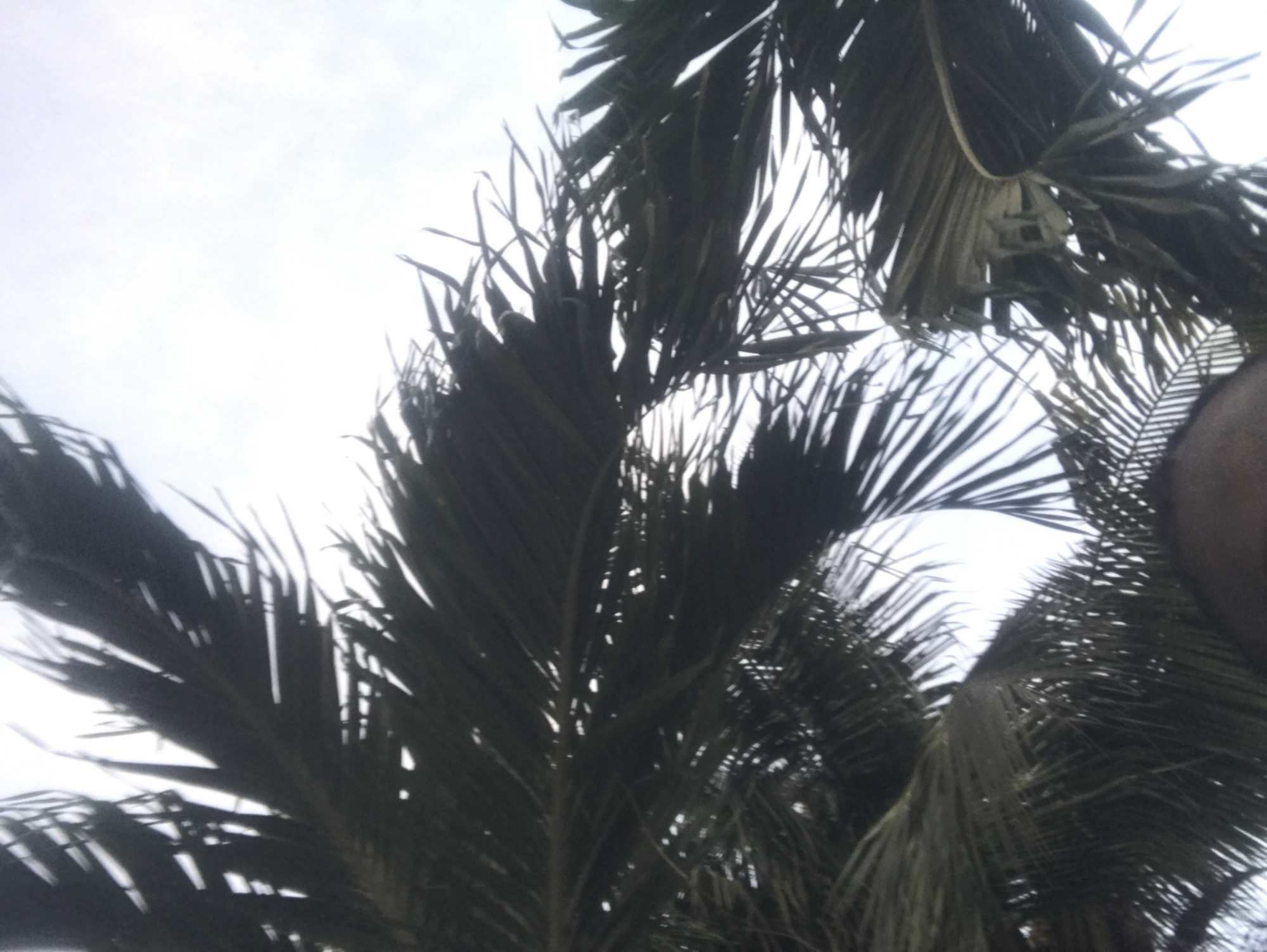 The image displays a low-angle perspective, primarily featuring dark green palm fronds silhouetted against a bright, overcast sky. The dense foliage occupies the majority of the frame, with natural gaps revealing diffuse white light from above. The top of a human head is visible at the bottom center, partially cropped from the frame. No other individuals or distinct man-made objects are discernible. The environment is outdoor, characterized by the tropical or subtropical vegetation of palm trees under an overcast daytime sky. The specific location within the city of Unknown, Unknown cannot be determined from the visual information.