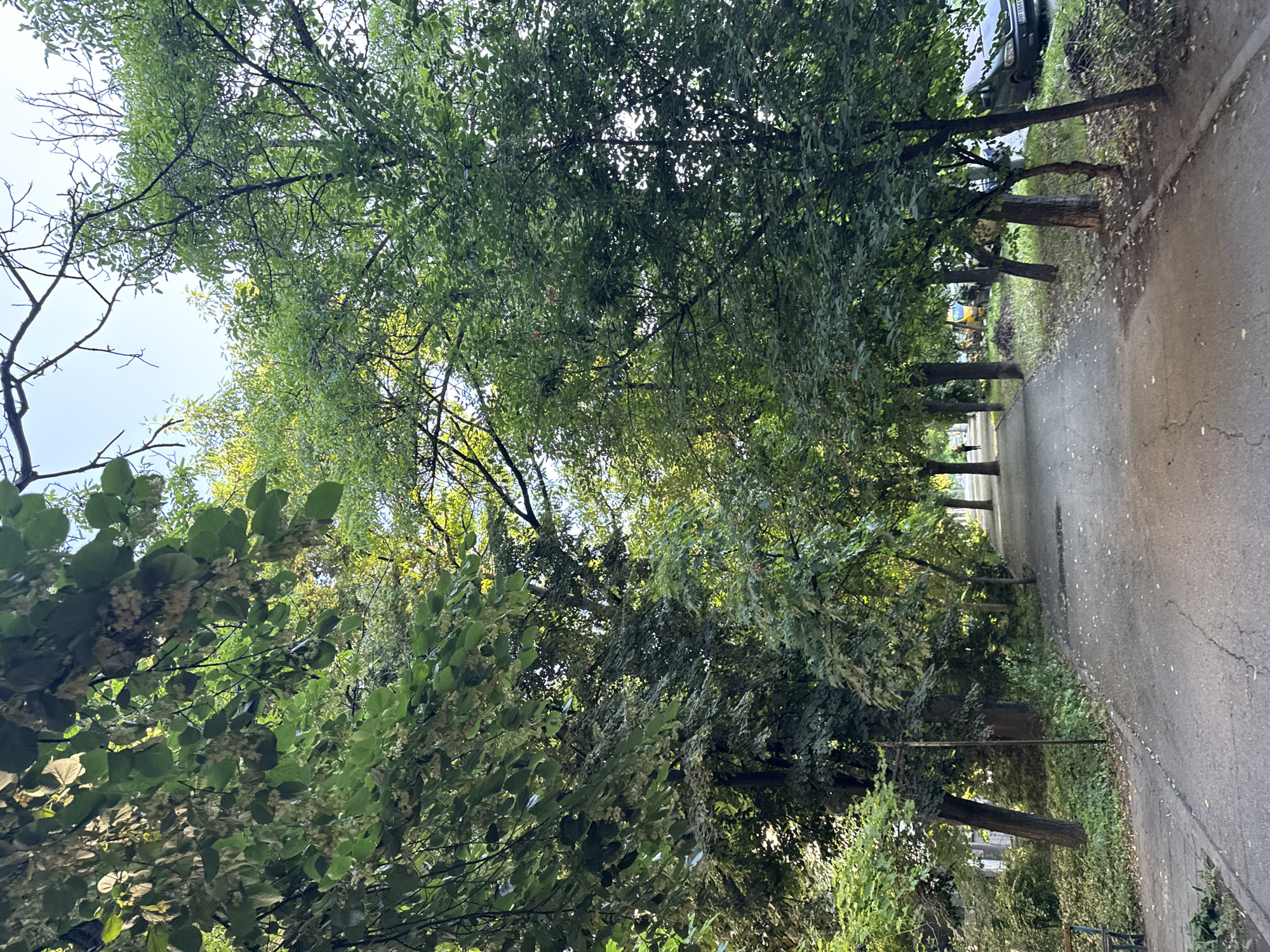 The image depicts a tree-lined pathway in Plovdiv, Bulgaria, likely in a residential or park area. The pathway is paved with asphalt and appears to be a pedestrian walkway. Dense foliage from mature trees overhangs the path, creating a shaded environment. The trees have green leaves, suggesting it is summer or early autumn.
In the distance, a solitary figure can be seen walking along the path. Several vehicles are parked along the right side of the path, including what appears to be a dark-colored minivan or SUV with a license plate that is partially visible. A yellow vehicle, possibly a van or small truck, is also present further down the path. Piles of branches and debris are visible near the parked vehicles, indicating some recent landscaping or maintenance work. The overall impression is of a quiet, verdant urban setting.