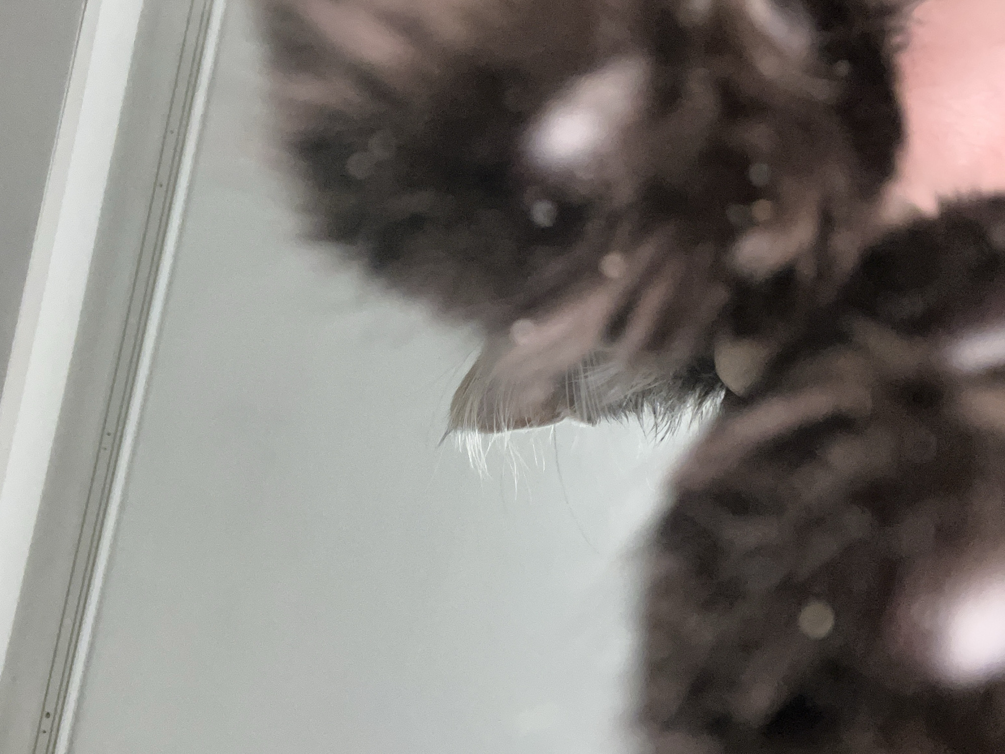 A close-up, blurry, low-angle shot shows the heads of two dark-colored kittens against a light-colored, out-of-focus background. One kitten's ear, with light-colored fur on the edges, is visible in the upper right quadrant. Several small white or light-colored dots are scattered across the kittens' fur. The background appears to be a wall or ceiling with a subtle molding detail near the top. The image is taken indoors in an unknown location.