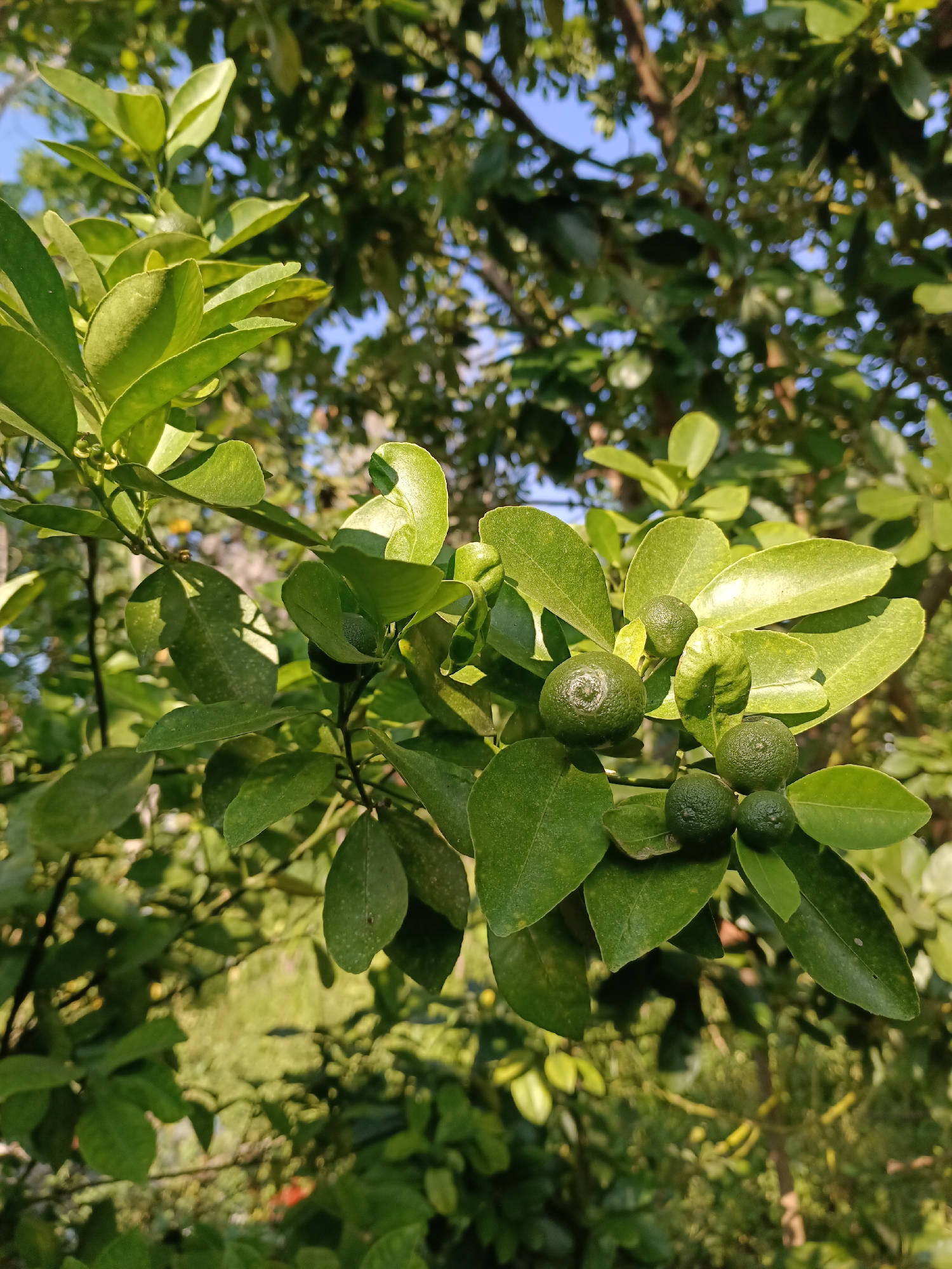 A close-up, eye-level shot captures a branch laden with small, green calamansi fruits, also known as calamondin oranges. The fruits, varying in size from a marble to a small plum, have a textured rind and are clustered among vibrant green leaves. The background is a blur of more foliage and dappled sunlight, suggesting an outdoor setting. The image is sharpest on the calamansi fruits and the leaves immediately surrounding them, with a shallow depth of field. The lighting indicates it is daytime, likely morning or afternoon, given the warm tones and shadows. The scene is devoid of any human presence or activity, focusing solely on the natural growth of the citrus plant.