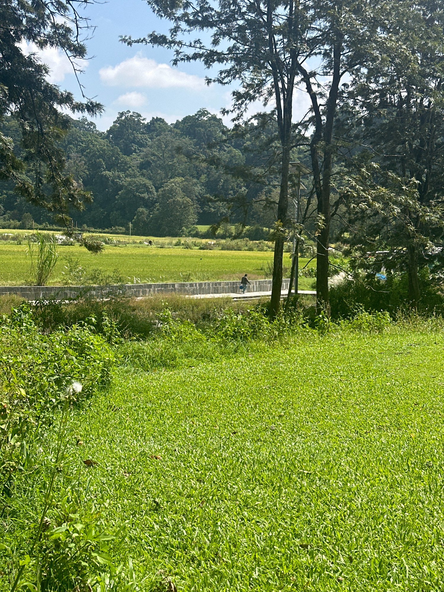 In Gokarneshwar, Nepal, a vast expanse of vibrant green grass dominates the foreground, leading towards a pathway lined with a low, grey stone wall. Beyond the wall, a rice paddy stretches out, a lush green field that transitions into a line of trees. Further in the distance, a dense forest covers the rolling hills under a clear blue sky with scattered white clouds. On the pathway, a person walks alone, carrying a blue bucket. The scene is framed by the dark silhouettes of tree branches in the upper corners of the image.
