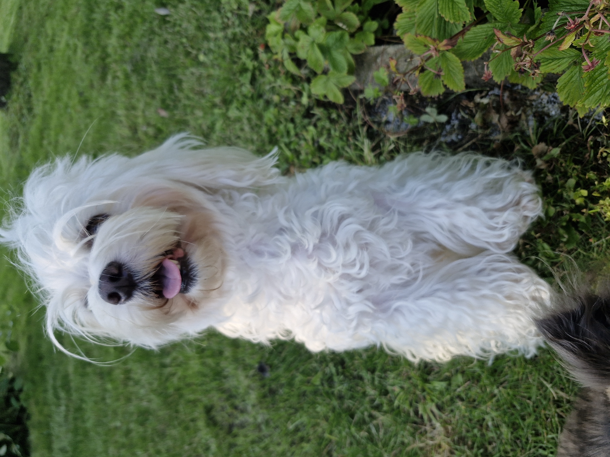 The image shows a white fluffy dog lying on a grassy lawn. The dog is facing upwards, with its mouth open and tongue sticking out. Its fur is long and wavy, and it has dark eyes and a black nose. To the right of the dog, there are some green leafy plants, possibly bushes or shrubs, growing along a stone border. The grass appears well-maintained. The lighting suggests it is daytime, and the overall scene evokes a relaxed, outdoor atmosphere. There is no visible text in the image. The location is Klaipėda, Lithuania.