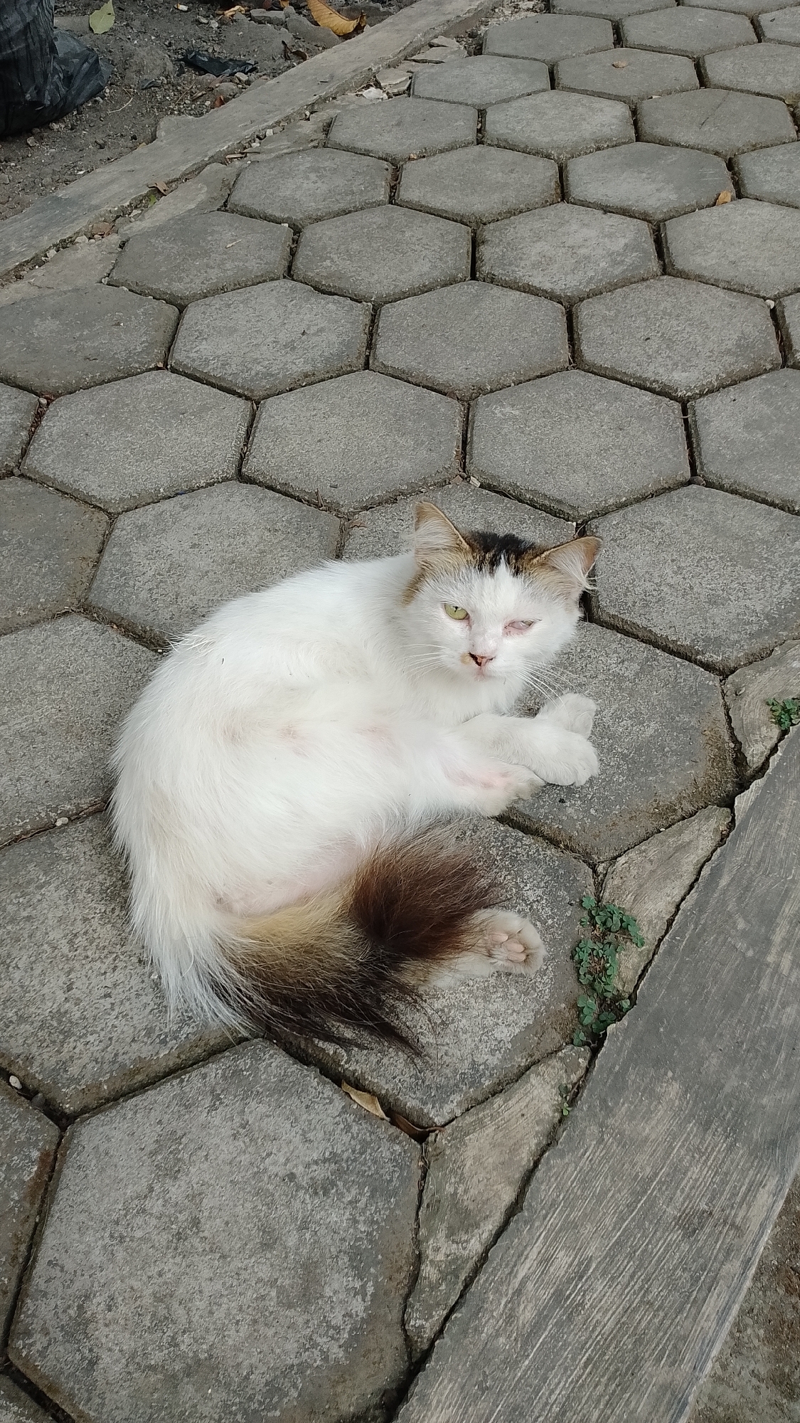 A white cat with brown markings on its tail and head lies on a hexagonal paver pathway. One of the cat's eyes appears to be damaged or closed. The cat is looking towards the camera. The pathway is cracked in places, with small green weeds growing in some of the cracks. To the upper left of the frame, there is some debris including what appears to be a black plastic bag and dry leaves. This scene is located in Bojongsoang, Indonesia.