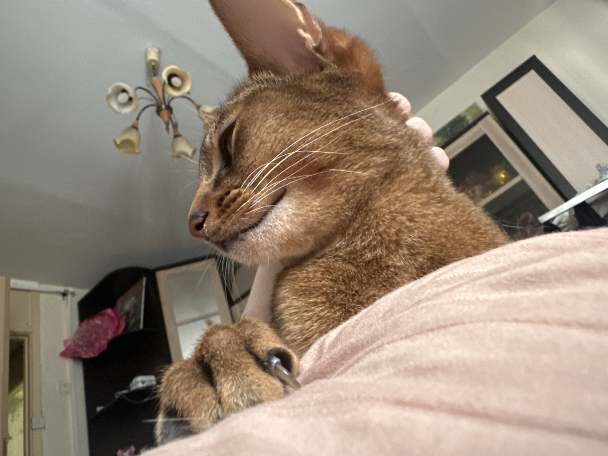A close-up photograph shows a light brown cat with its head resting on a person's chest. The cat is in focus, with its fur details and whiskers clearly visible. The cat's claws are extended. The person's hand is seen around the cat's neck. The background includes a blurred view of a room interior with furniture, a light fixture hanging from the ceiling, and a cabinet with framed pictures. There is no indication of the image being located in Moscow, Russia.
