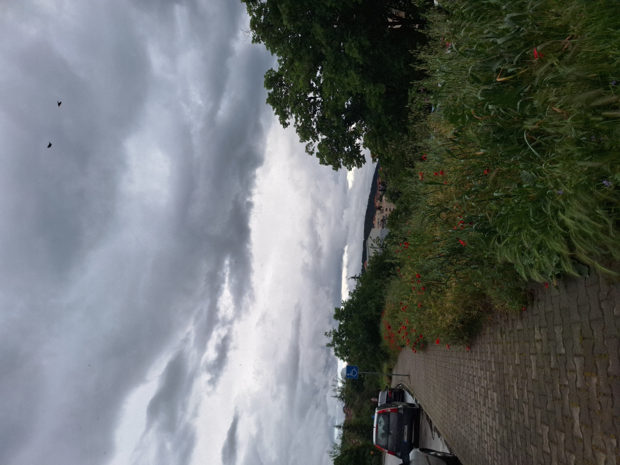 The photograph shows an overcast day in what appears to be Stara Zagora, Bulgaria, characterized by a predominantly cloudy sky with two small birds visible. In the middle ground, there's a path paved with interlocking grey stones. Along the path, there is vegetation, featuring red poppies and other greenery on a slight slope. A blue and white disabled parking sign is visible. Parked cars are partially visible on the lower right of the image. In the distance, some buildings are faintly seen, suggesting a view within a city or town.