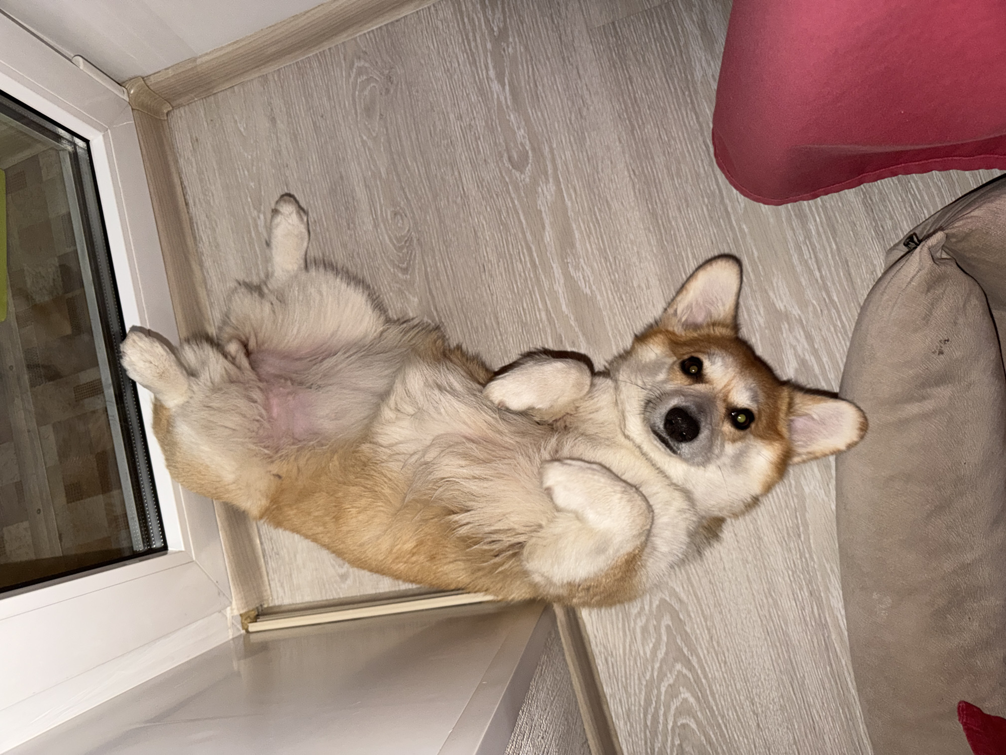 A corgi dog is lying on its back on a light-colored wooden floor near a window and a bed or cushion. The floor has a wood-grain pattern, and a white window frame is visible on the left side of the image. The dog's pink belly is exposed, and its paws are curled up. The dog is looking directly at the camera. A red and tan bed or cushion can be seen in the upper right corner. The image was taken indoors. It is not possible to verify if the location is in the city of Chaikovsky, Russia.