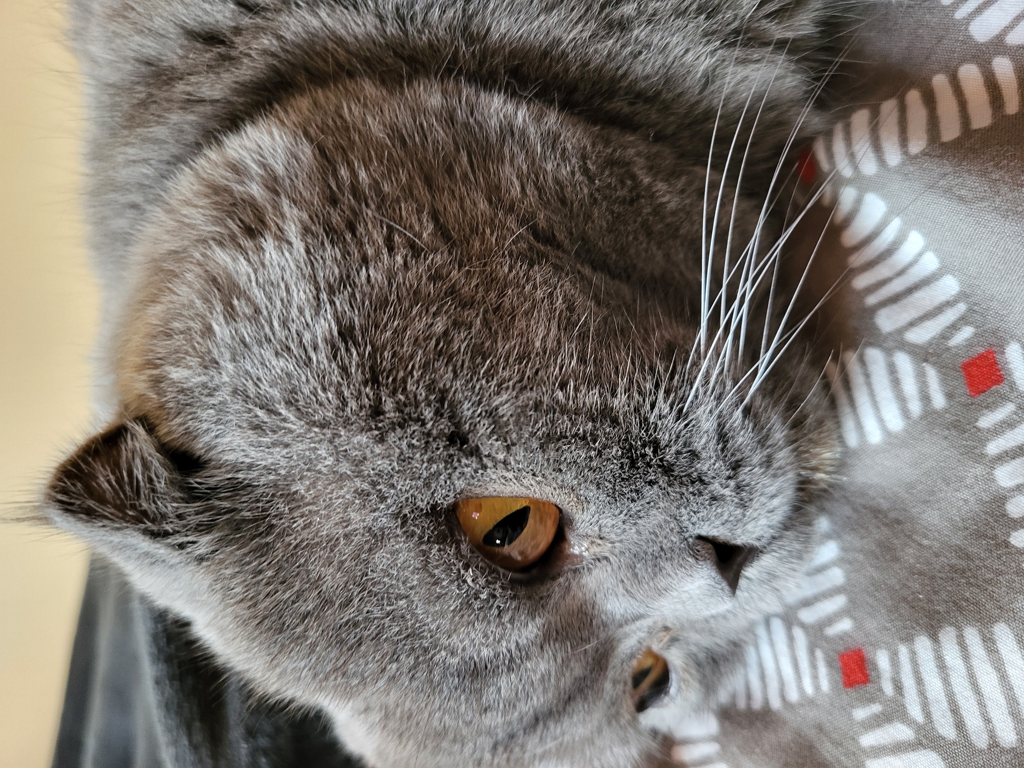 A close-up, eye-level shot shows the face of a gray Scottish Fold cat lying down. The cat's head is angled to the left, with its large, amber eyes partially closed. Its ears are folded forward. The cat is resting on a patterned surface with a gray base and white and red geometric designs. The background is a blurred yellow and gray. The lighting is soft and appears to be natural light.