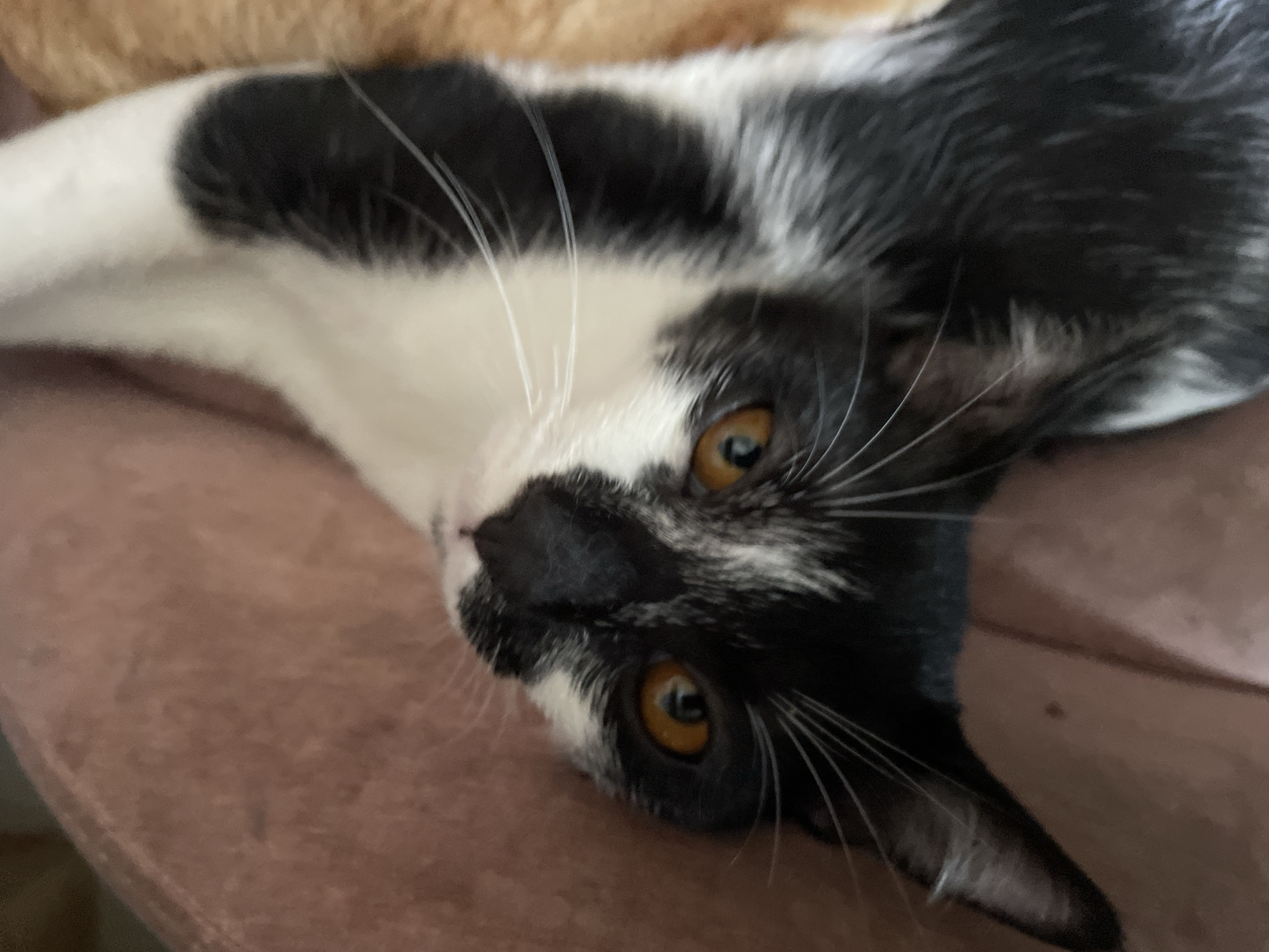 The scene depicts a domestic black and white tuxedo cat, positioned on its back or side, looking directly upward at the viewer. The cat has wide, alert amber-colored eyes with slightly constricted pupils, a black nose, and long white whiskers radiating from its muzzle. Its fur is predominantly black on the face, ears, and body, with distinct white markings on its chest, under its chin, and between its eyes. The cat is resting on a textured, reddish-brown fabric surface, likely upholstery or a blanket. To the right of the cat, an out-of-focus area of orange or tan-colored fur or fabric is visible. The overall lighting suggests an indoor environment. No people are present, and no specific actions beyond the cat looking at the camera are discernible. No identifying features within the image indicate the specific location of Denpasar, Indonesia.