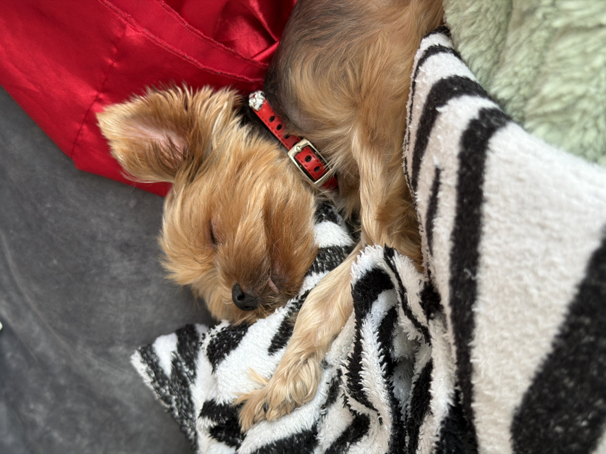 A Yorkshire Terrier dog is sleeping on a striped blanket. The dog has reddish-brown fur and is wearing a red collar with black polka dots and a silver buckle. A bright red satin fabric is draped behind the dog. The environment appears to be an indoor setting with a grey couch visible in the background. There is no indication of the location being in the city of Perm, Russia.