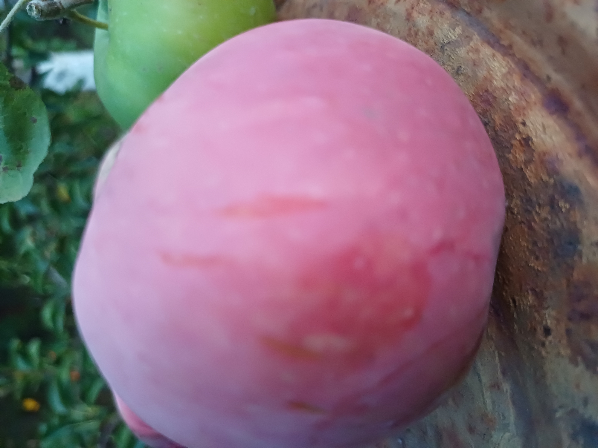 This is a close-up, blurry, horizontal shot of a large, pinkish-red fruit, possibly a plum or an apple, in the foreground. Behind it, a smaller, bright green apple is visible on the right. The fruits are resting on a rough, textured, metallic surface, which appears to be rusty. In the background, out of focus, are green leaves and foliage, suggesting an outdoor setting, likely a garden or orchard. The lighting is natural, casting soft shadows. No people or actions are depicted in this static scene, which is located in Sulymivka, Ukraine.