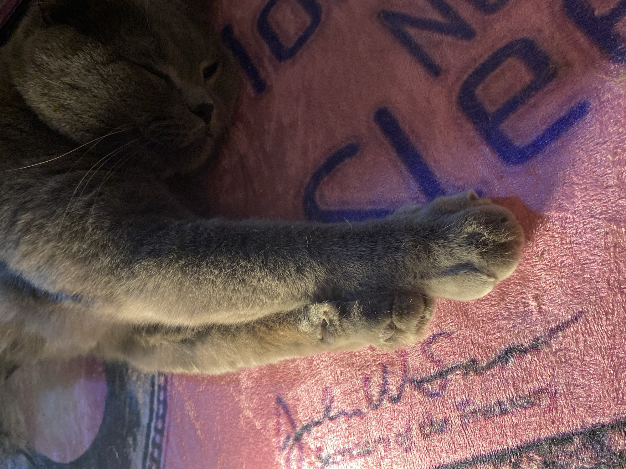 A gray cat is sleeping on a pink blanket with blue lettering. The cat's head is in the upper left, with its paws stretched out towards the center. The blanket's lettering is visible in the background. It is impossible to determine the location in Votkinsk, Russia from this image.