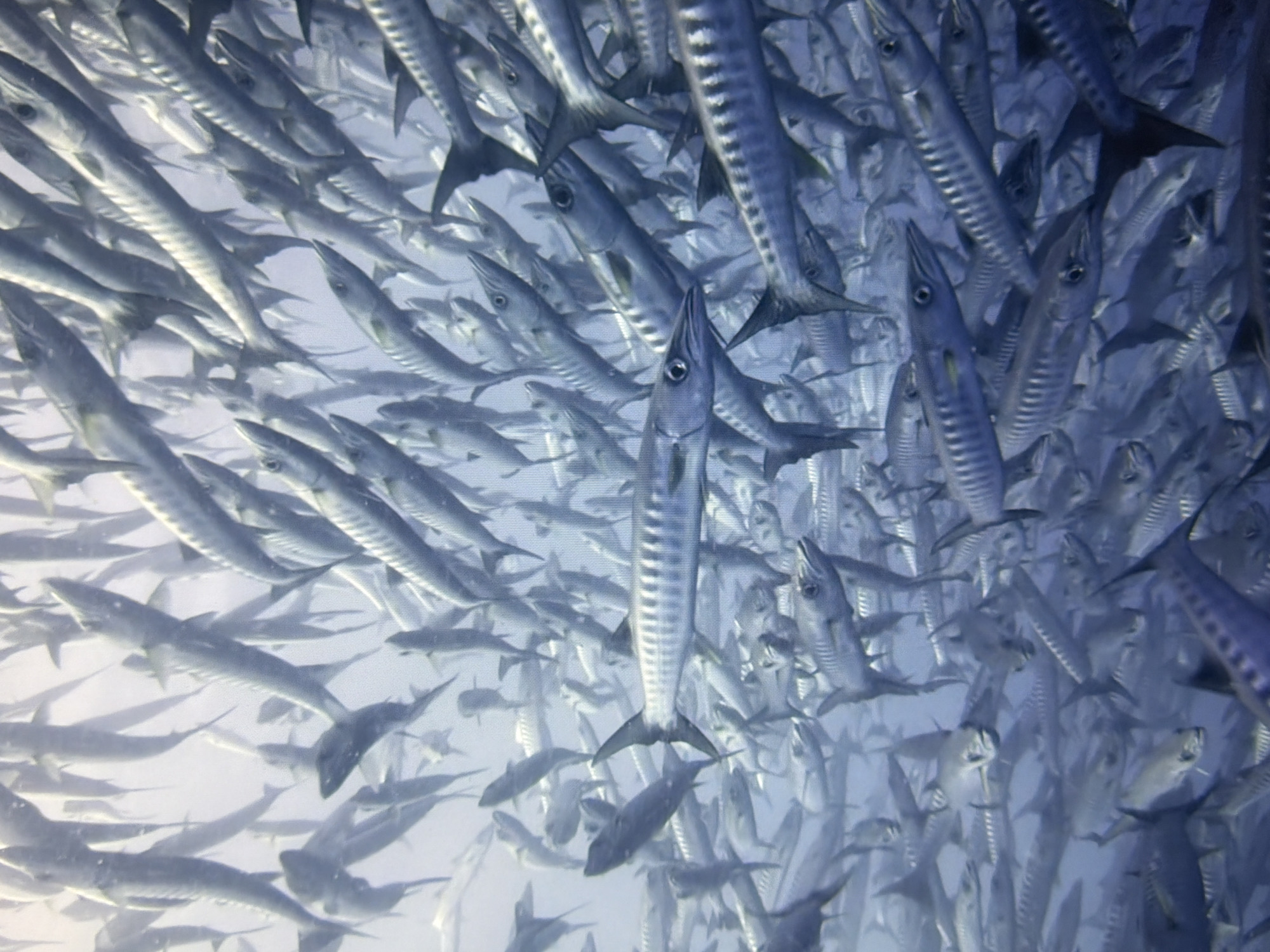 The image depicts a large school of barracuda swimming in clear blue water. The fish are silver with dark stripes and are tightly packed together, creating a swirling mass. Some of the fish are facing the camera, while others are swimming away. The lighting suggests an underwater environment, possibly the ocean. There is no indication of any urban environment or any connection to Kyiv, Ukraine.