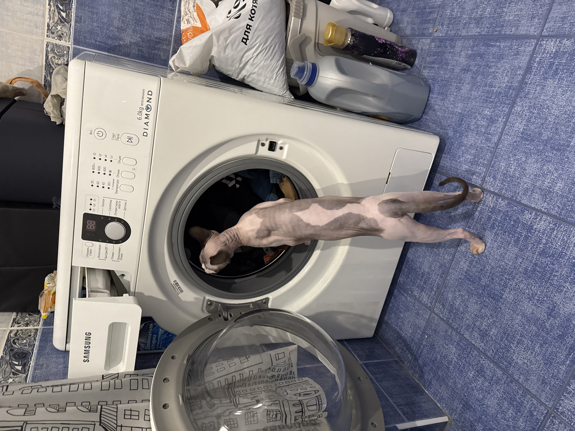 A bald cat is standing in front of an open washing machine, looking inside. The washing machine is white and has a Samsung logo on it. There are several bottles of detergent and a bag of cat food next to the washing machine. The floor is tiled with blue tiles. The scene appears to be in a laundry room or bathroom.