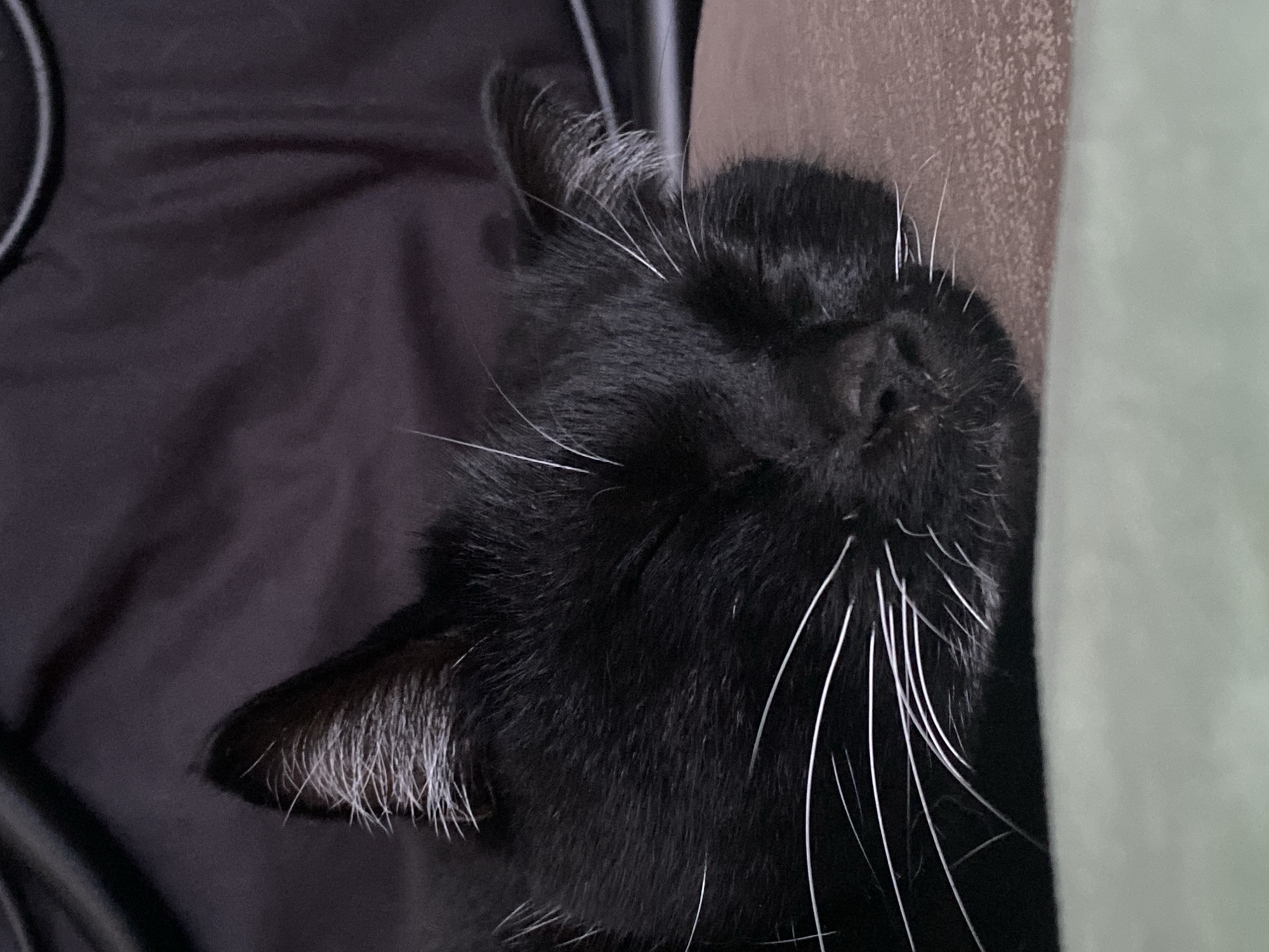A close-up shot captures a sleeping black cat. Its eyes are closed, and its whiskers are prominently displayed against its dark fur. The cat is resting on a textured surface, possibly a pillow or cushion, with a dark, draped fabric in the background. The image provides no information about the city of Chaikovsky, Russia, or any other location.