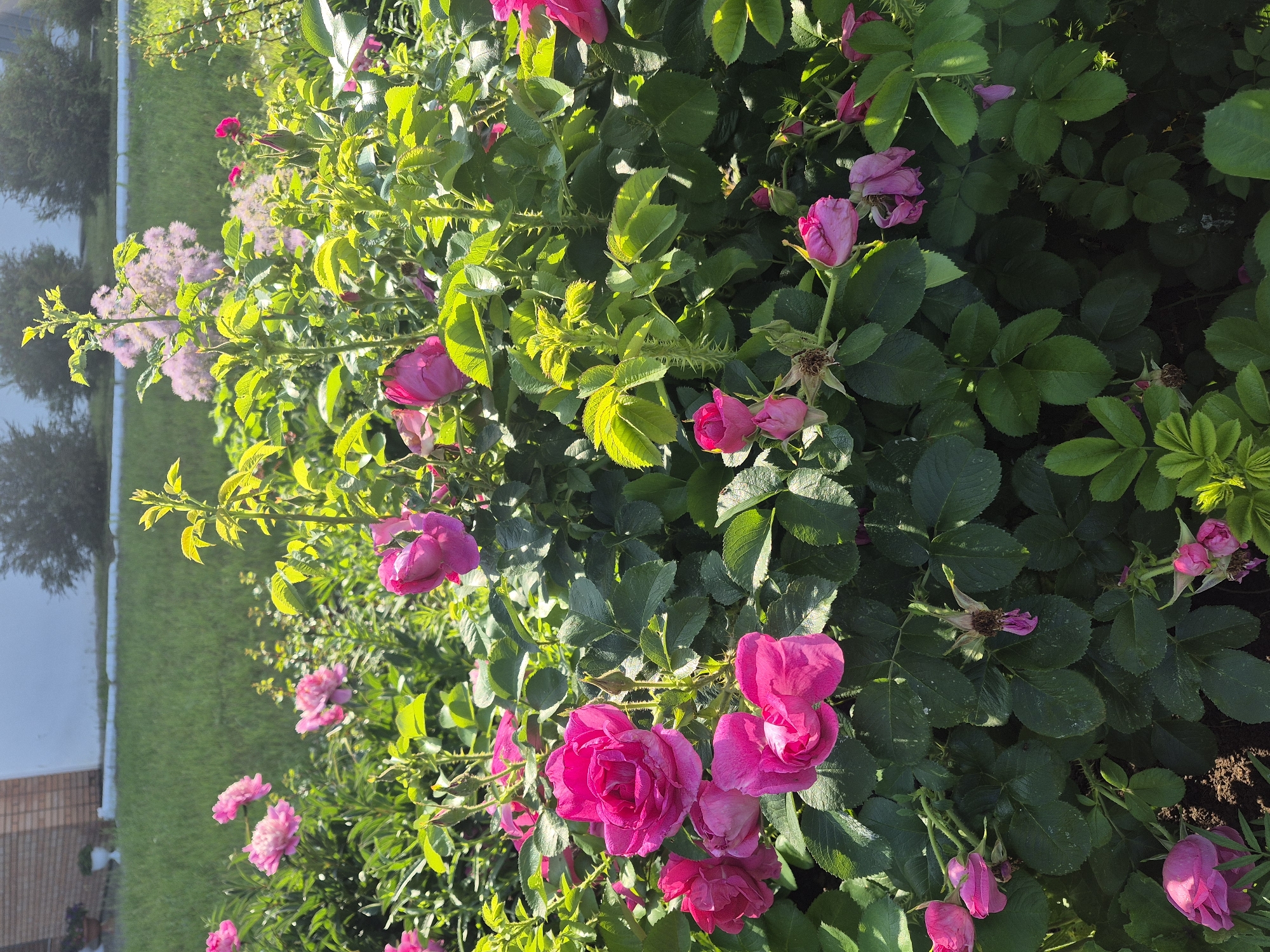 The image shows a close-up view of a rose bush with numerous pink roses in various stages of bloom. The roses are predominantly a vibrant pink, with some appearing to be a lighter shade or having darker edges. The foliage is lush and green, with a textured appearance due to the leaves and thorny stems. Sunlight filters through the leaves, creating highlights and shadows, suggesting it is a sunny day. In the background, out of focus, is a grassy area and a portion of a building with a brick facade. The location is identified as Chaikovsky, Russia. No people are visible in the image.