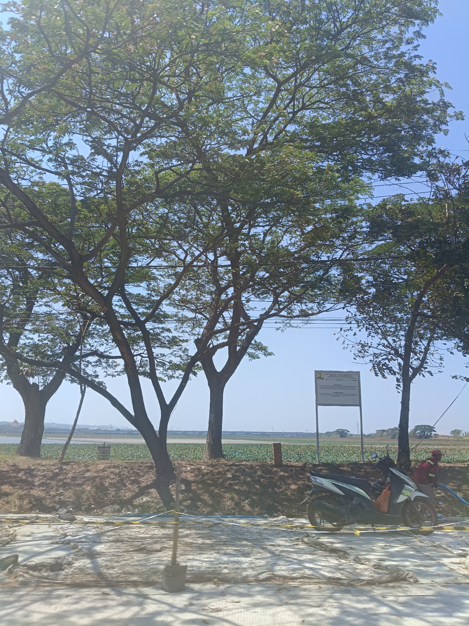 This is an exterior, eye-level, medium shot taken on a bright, sunny day in Dahanrejo, Indonesia. The scene depicts a construction or development area with several large trees dominating the foreground and mid-ground. The trees are mature with extensive branch networks and green foliage, casting shadows on the ground.
In the mid-ground, a dirt embankment runs horizontally, separating the trees from a flat area beyond. On this flat area, there is a body of water or a flooded field with green vegetation, possibly crops. A white signpost with text is visible on the embankment, behind a motorcycle. The motorcycle, a white and green scooter, is parked on a paved surface, which is partially covered with debris and caution tape.
To the right of the motorcycle, a person wearing a red shirt and a dark cap is visible, holding a blue hose. The person appears to be working or engaged in an activity related to the construction. In the far background, a bridge structure is visible across a distant body of water, and a power line tower stands against the clear blue sky. The overall impression is a landscape undergoing development, with natural elements like trees and water juxtaposed with signs of human activity and infrastructure.