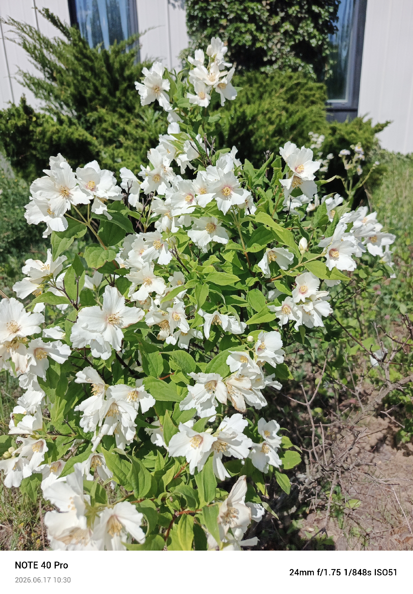 This is a medium shot photograph of a flowering shrub with white blossoms and green leaves. The shrub is in full bloom, with many delicate white flowers featuring yellow stamens. The background is a blur of green foliage and a white building, suggesting an outdoor setting, possibly a garden or yard. To the left, a dark green evergreen bush is visible. The lighting suggests it is daytime, likely sunny given the bright highlights on the flowers and the distinct shadows. There are no people or animals in the frame, focusing entirely on the natural beauty of the plant. The image is clean and crisp, with a shallow depth of field that blurs the background and emphasizes the flowers in the foreground.
At the bottom left of the image, text reads "NOTE 40 Pro" and "2026.06.17 10:30". At the bottom right, text indicates camera settings: "24mm f/1.75 1/848s ISO51". The date stamp is in the future, which is unusual. Given the context of Warsaw, Poland, this appears to be a photograph taken outdoors on a bright, clear day. The overall impression is one of natural beauty and a serene moment captured outdoors.