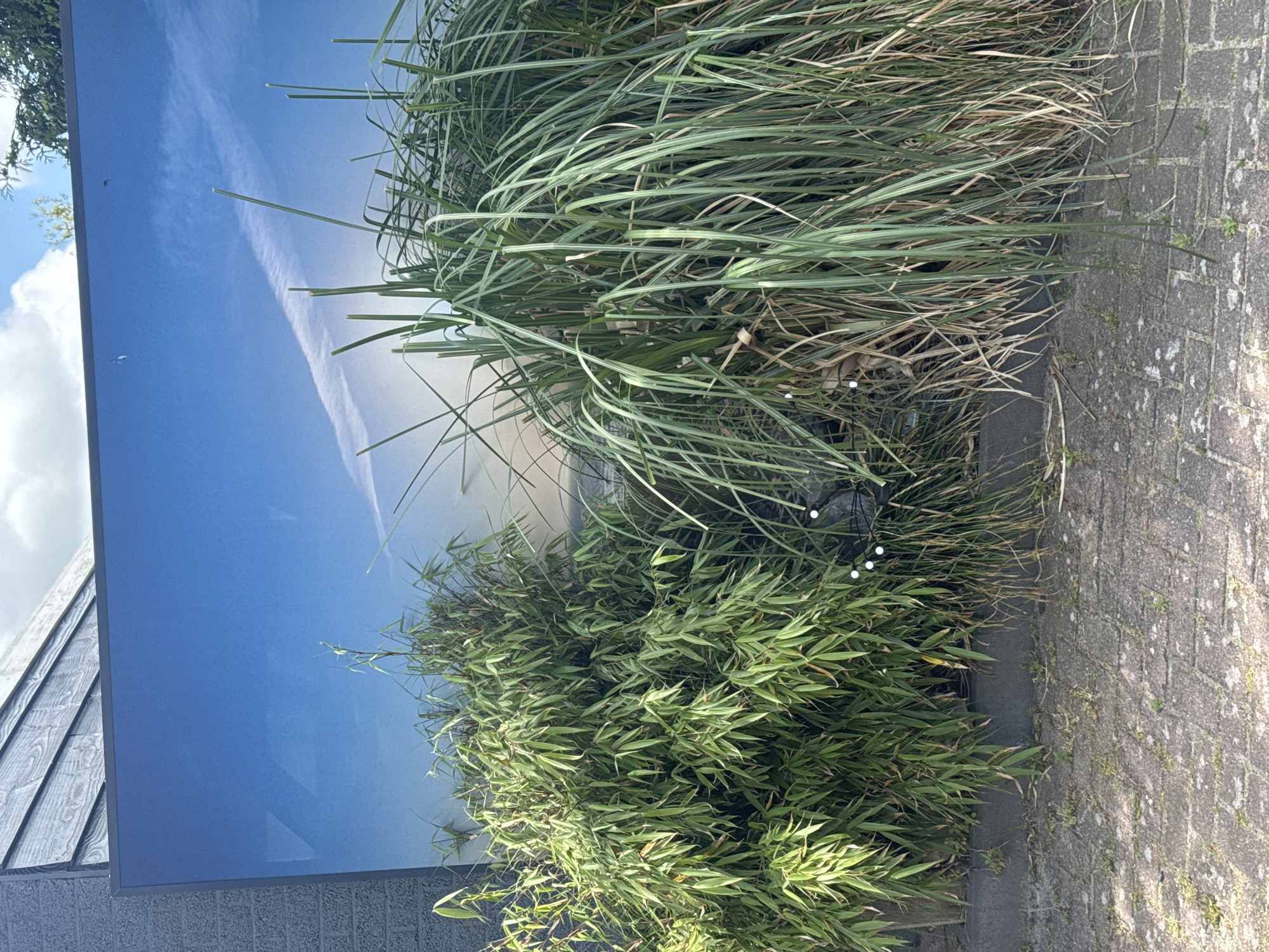 The image shows a large mural depicting a blue sky with white clouds and a distant horizon. In front of the mural, there are two large bushes of green plants. The bush on the left is denser with smaller, pointed leaves, resembling bamboo. The bush on the right is taller and more sprawling with long, thin, grass-like blades, some of which are brown and dried. The plants are positioned on a paved area in front of a dark-colored building, partially visible on the left. The paving stones are grey and appear somewhat weathered, with small patches of moss and greenery growing in the cracks. The overall scene suggests an outdoor urban setting.