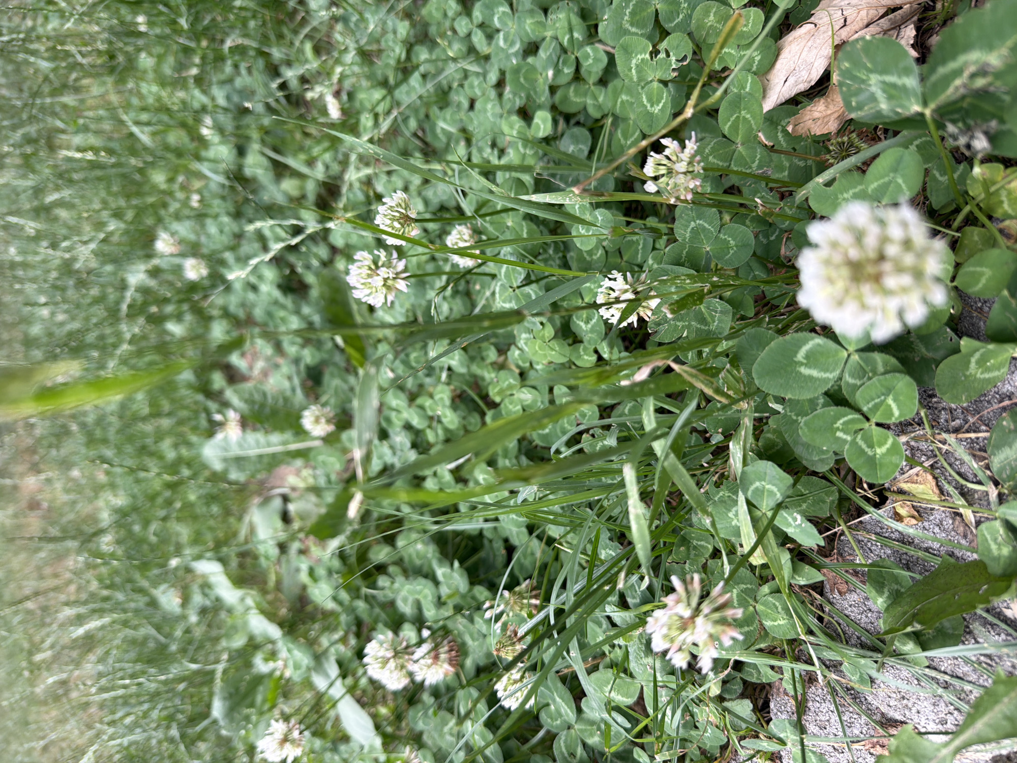 The image shows a close-up, ground-level view of clover plants and grass. Several small white clover flowers are visible amongst the green leaves. Some blades of grass are prominent in the foreground, obscuring parts of the clover. The background consists of more clover and grass, with some appearing slightly out of focus. There are no people or animals in the image, and the environment appears to be a natural outdoor setting. The scene is consistent with a park or garden area. There is no indication of the location being specifically in Tbilisi, Georgia.