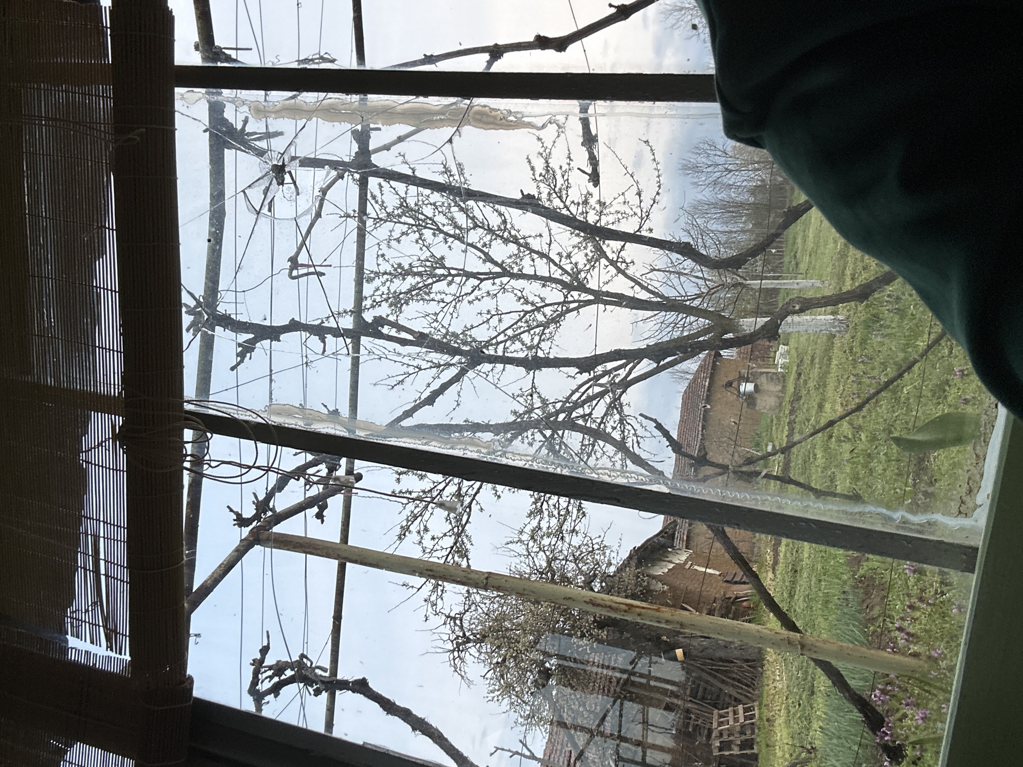 A view through a window in Borovan, Bulgaria, shows a landscape with trees, grass, and structures. The window has a frame with metal supports and a bamboo blind on the left. The glass pane has a crack near the top left corner. Outside, trees with bare branches are visible against a cloudy sky. In the background, there is a dilapidated building with a red tiled roof, and a pallet near the bottom. Green grass covers the ground, dotted with patches of purple flowers. A dark green object obscures the right side of the view. The scene appears to be a view from inside a room or structure, looking out at the external environment.