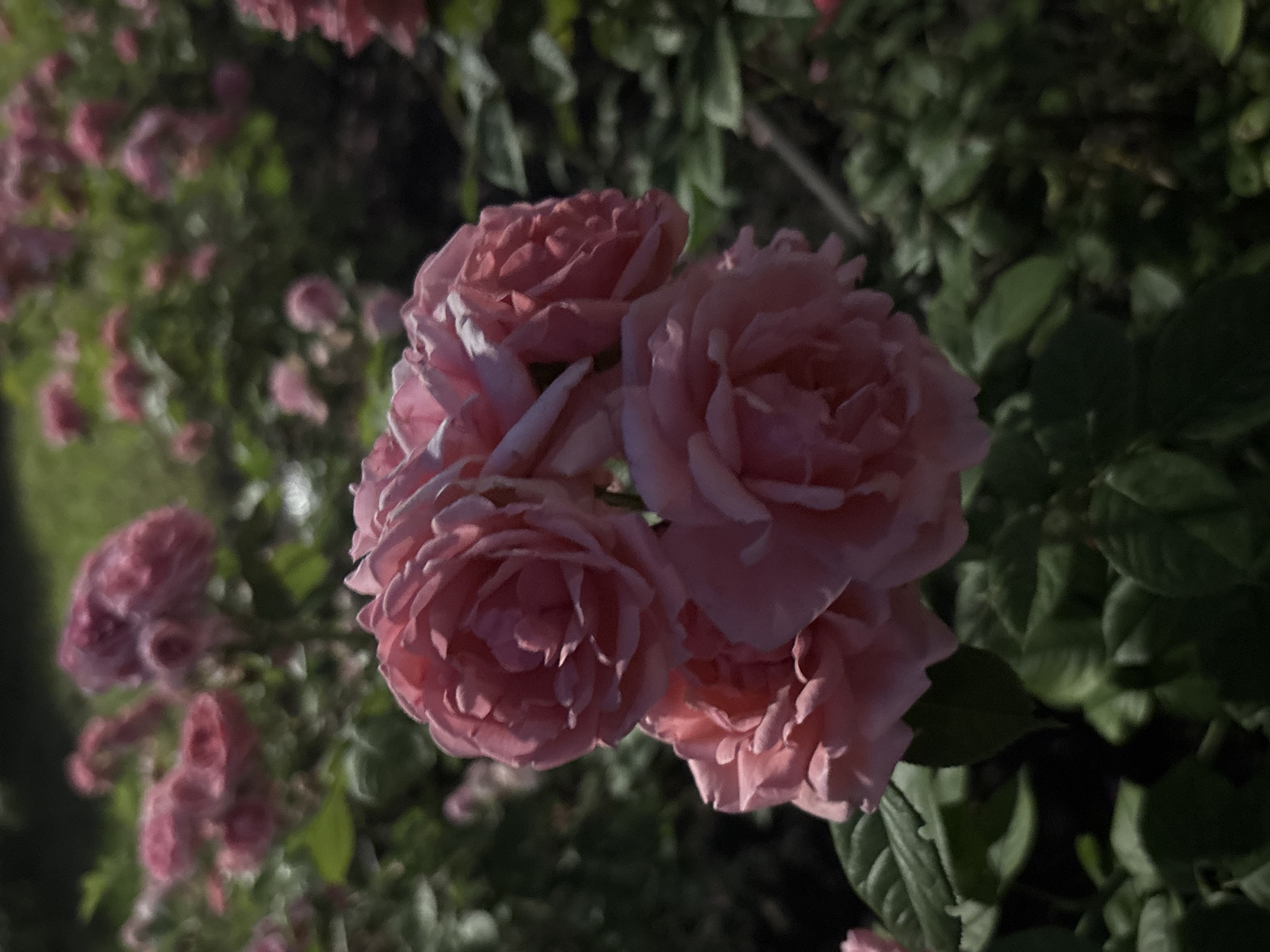 This is a close-up, eye-level, outdoor, natural light photograph of a cluster of three blooming pink roses in the foreground, with a blurred background of more roses and green foliage, suggesting a rose garden. The roses are richly detailed with delicate petals and a soft, diffused light. The overall tone is serene and romantic. The image provides no specific information about its location in Kyiv, Ukraine. There are no people, actions, or interactions depicted in the image.