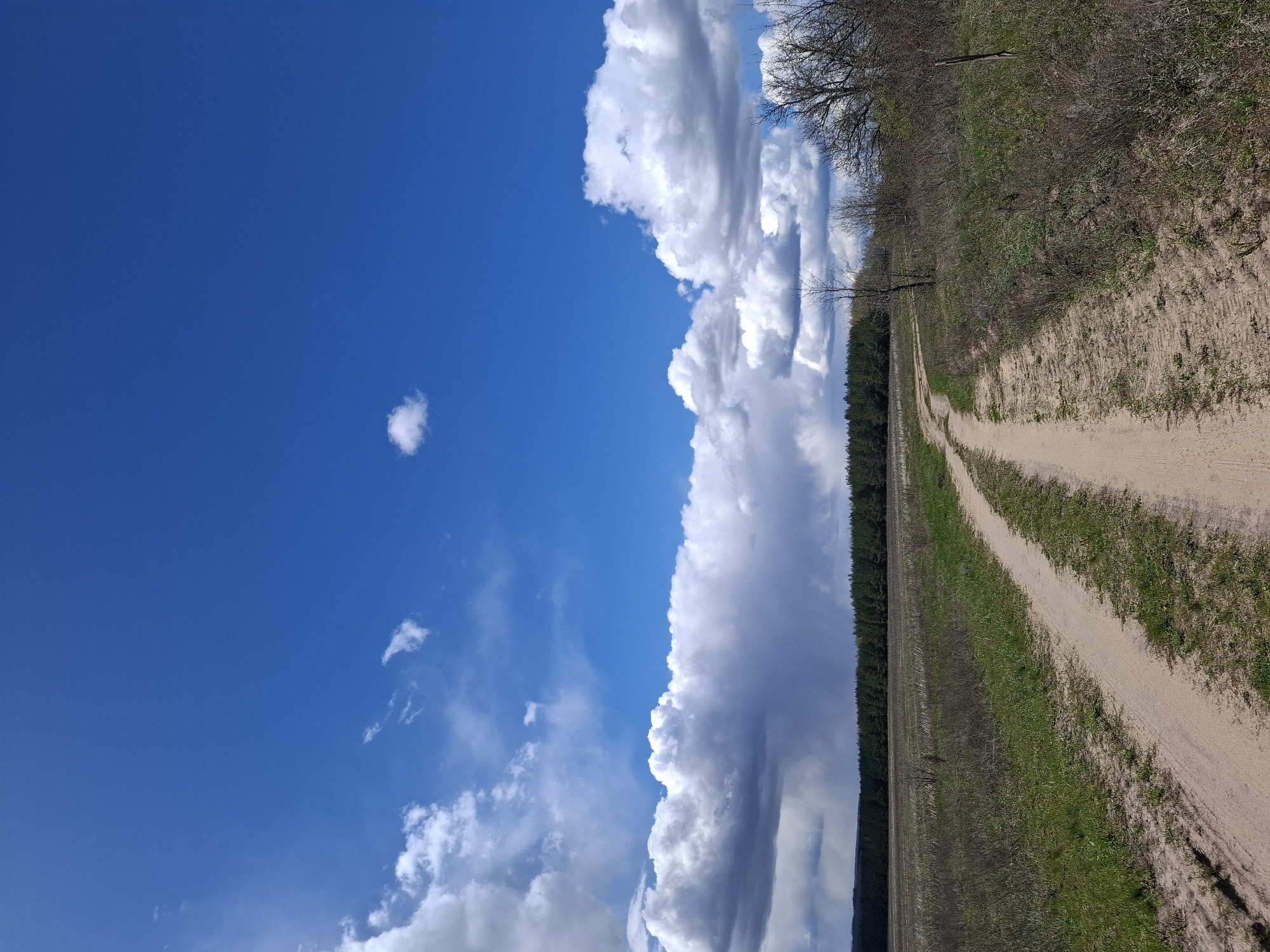 The image displays a rural landscape under a vast, dynamic sky, rotated to appear vertical but depicting a horizontal scene. A light brown dirt path, marked with visible tire tracks, begins in the foreground on the right and curves gently into the distance towards the left horizon. The path is bordered by green grass and patches of dry, brown vegetation.
To the immediate right of the path, there is a dense band of scrubby bushes and trees with bare branches, suggesting an early spring or late autumn season. Further left, in the mid-ground and extending along the horizon, a dark green line of dense coniferous trees forms a distinct forest edge.
The upper portion of the image is dominated by a bright blue sky, populated by large, fluffy white and grey cumulus clouds. Some clouds are massive and appear to be building vertically, while others are more scattered, creating a striking contrast against the clear blue. The scene is brightly lit by natural daylight.
The setting appears to be a natural, undeveloped area, possibly near a field or forest in Дерезовка, Russia. No people, animals, or specific man-made structures are visible. There is no visible text. The overall impression is one of expansive tranquility and natural beauty.