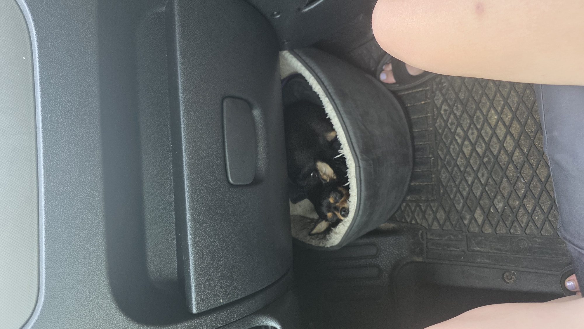 A small black and tan Chihuahua dog is sleeping in a plush dog bed, which is placed on the floor of a vehicle, under the dashboard. The dog bed is circular and dark gray with a white fluffy lining. The dashboard is black plastic with a textured surface. To the right of the dog bed, a person's legs and feet are visible. They are wearing black sandals and navy blue pants. The floor of the vehicle has a black rubber floor mat with a diamond pattern. The image appears to have been taken inside a vehicle, likely in an urban environment. There is no indication of the location being Bristol, United Kingdom.