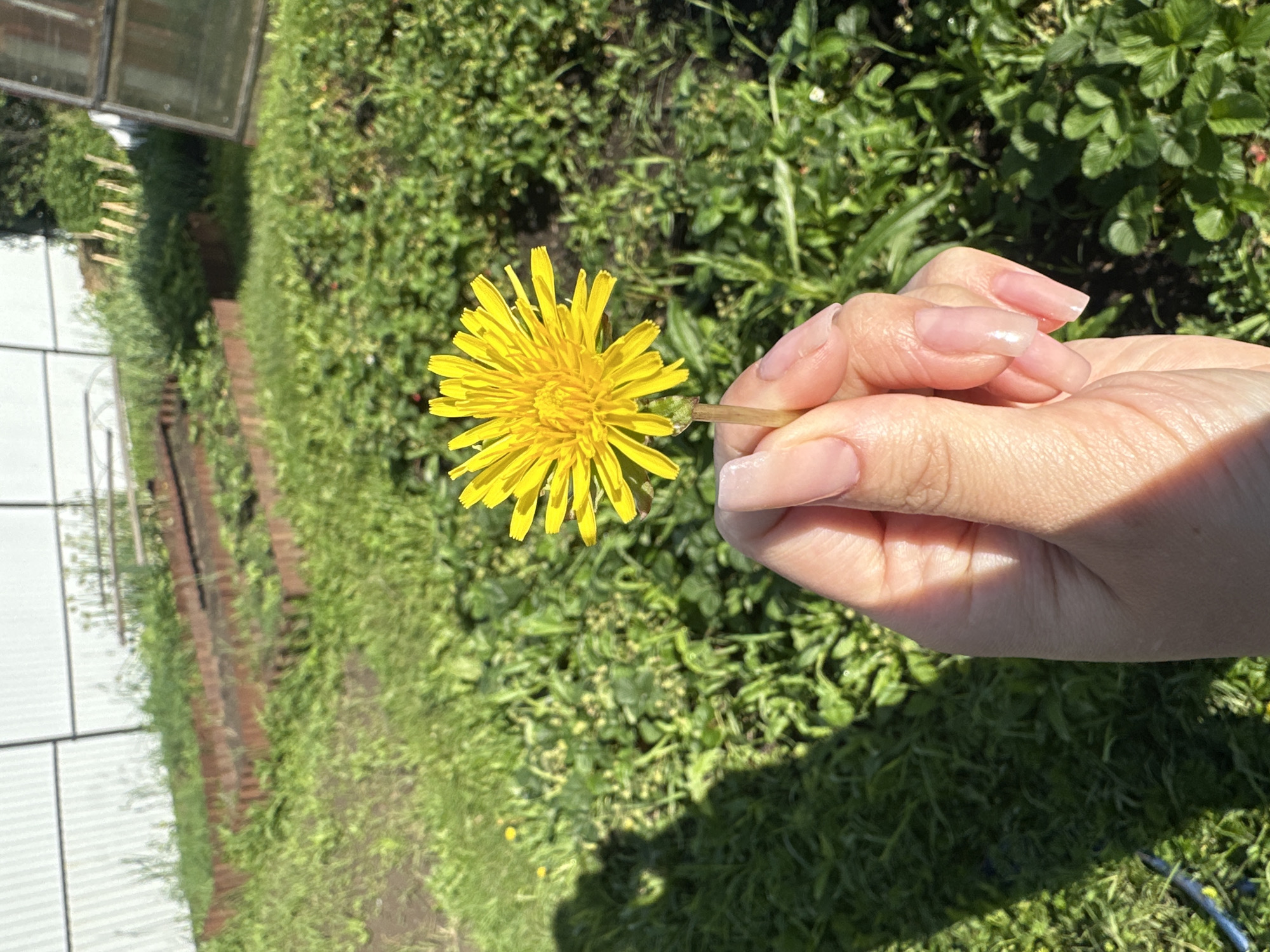 A hand with light pink, clear-coated fingernails holds a bright yellow dandelion flower. The hand is positioned in the foreground, with the dandelion occupying the center of the image. The background is a sunlit, overgrown garden with various green plants and some raised garden beds constructed with rusty metal edging. A white corrugated metal fence runs along the top of the background, and a glass greenhouse structure is partially visible on the right side. The overall scene suggests an outdoor setting in a rural or suburban area. The location is identified as Yaroslavka, Russia.