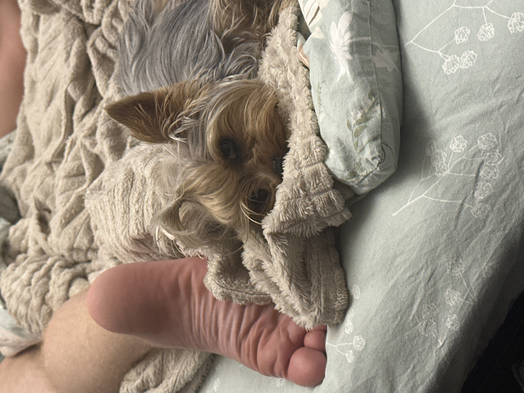 A Yorkshire Terrier dog is lying on a bed next to a person's foot. The dog is mostly obscured by a fuzzy blanket, with only its head and a portion of its body visible. The dog's fur is a mix of brown and grey. The person's foot is clean and appears to be resting on the blanket. The bed is covered with a light green sheet that has a floral pattern. The image is taken from a close-up perspective, focusing on the dog and the foot. The background is blurred, suggesting the image was taken indoors. There is no specific information about the location within the city of Verkhniy Yurt, Russia, as the image does not provide any contextual clues.