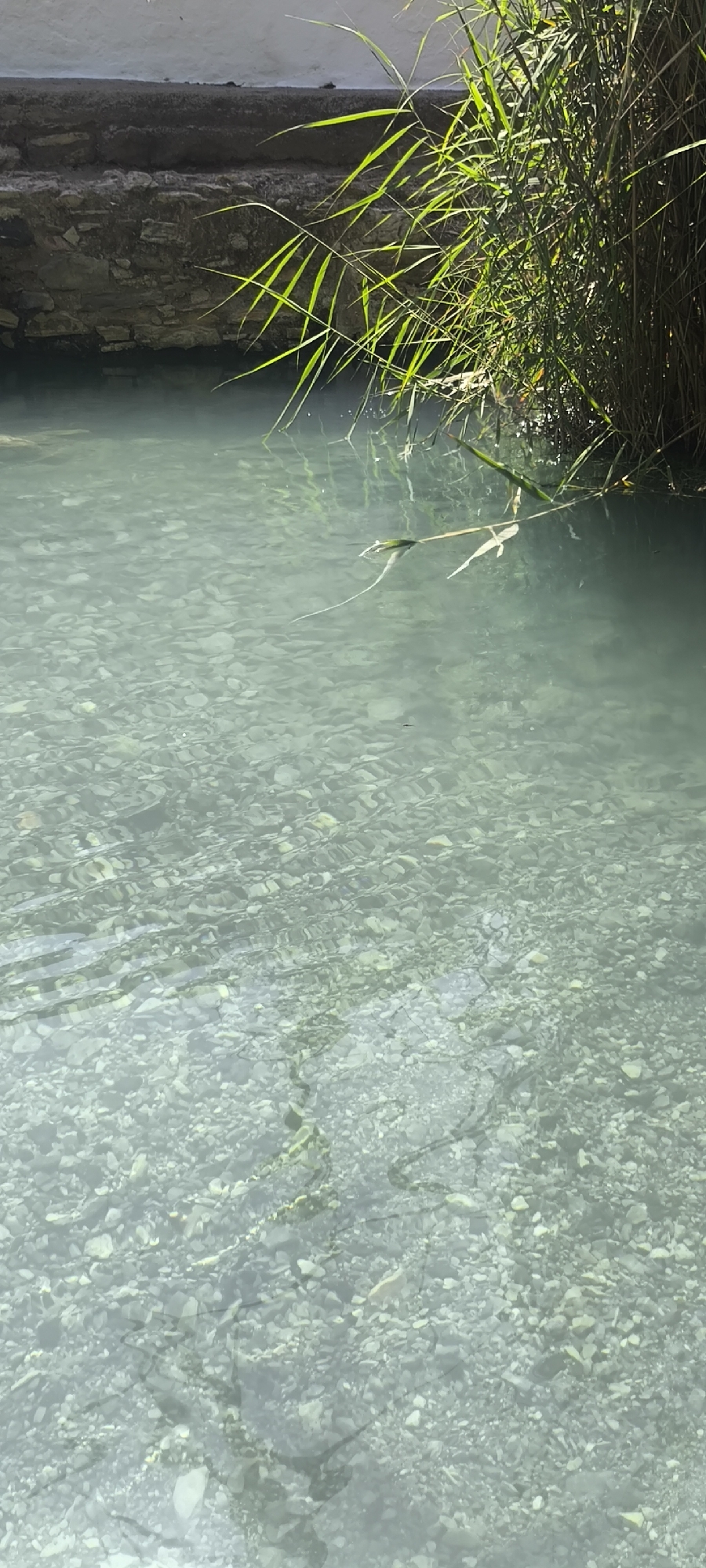 A clear, shallow body of water, likely a natural spring or stream, occupies the foreground and midground of the image. The bottom of the water is visible, revealing a bed of small, smooth stones in various shades of grey and white. Sunlight filters through the water, creating shimmering patterns on the stones. On the left side of the image, a stone wall made of irregular blocks forms the bank of the water. Overhanging the water on the right side is a dense cluster of tall, green reeds, with long, slender blades catching the sunlight. A single, thin reed or branch floats on the surface of the water, extending from the reeds into the center of the frame. The environment appears serene and natural, suggesting a location such as a park or a natural reserve. This scene is located in the city of Casares, Spain.